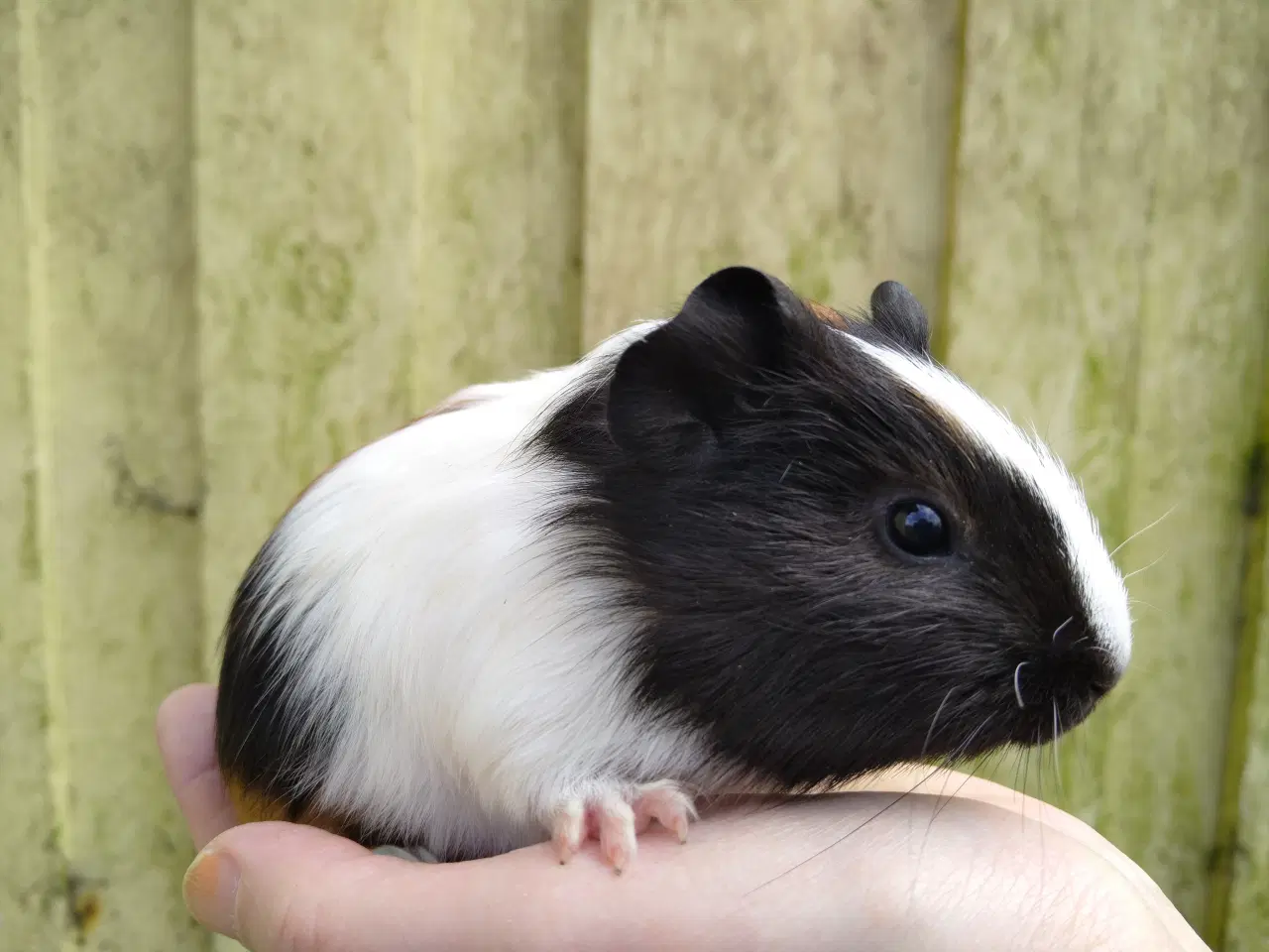 Billede 1 - 2 marsvin unger 