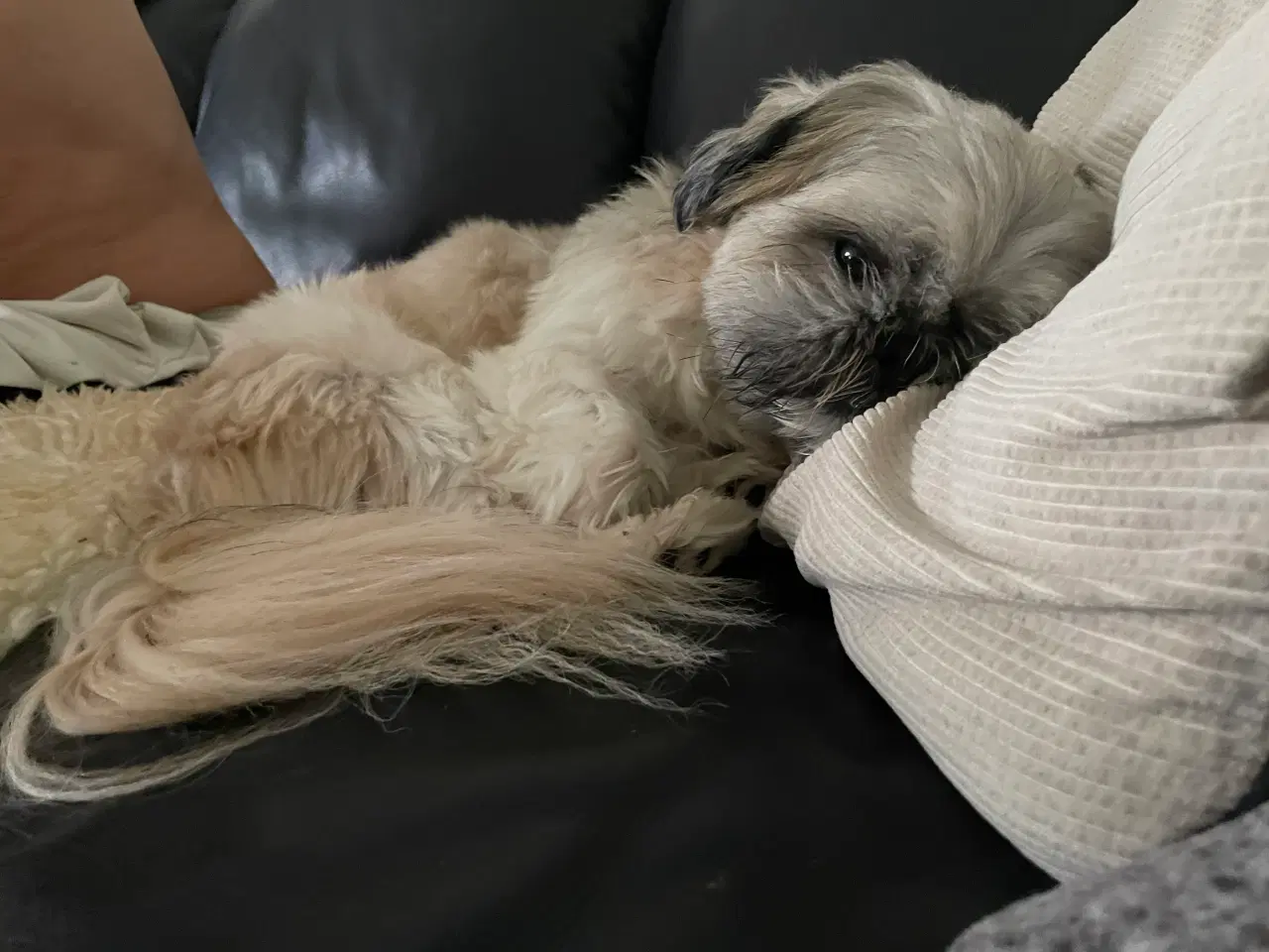 Billede 3 - 5 år gammel Shih tzu
