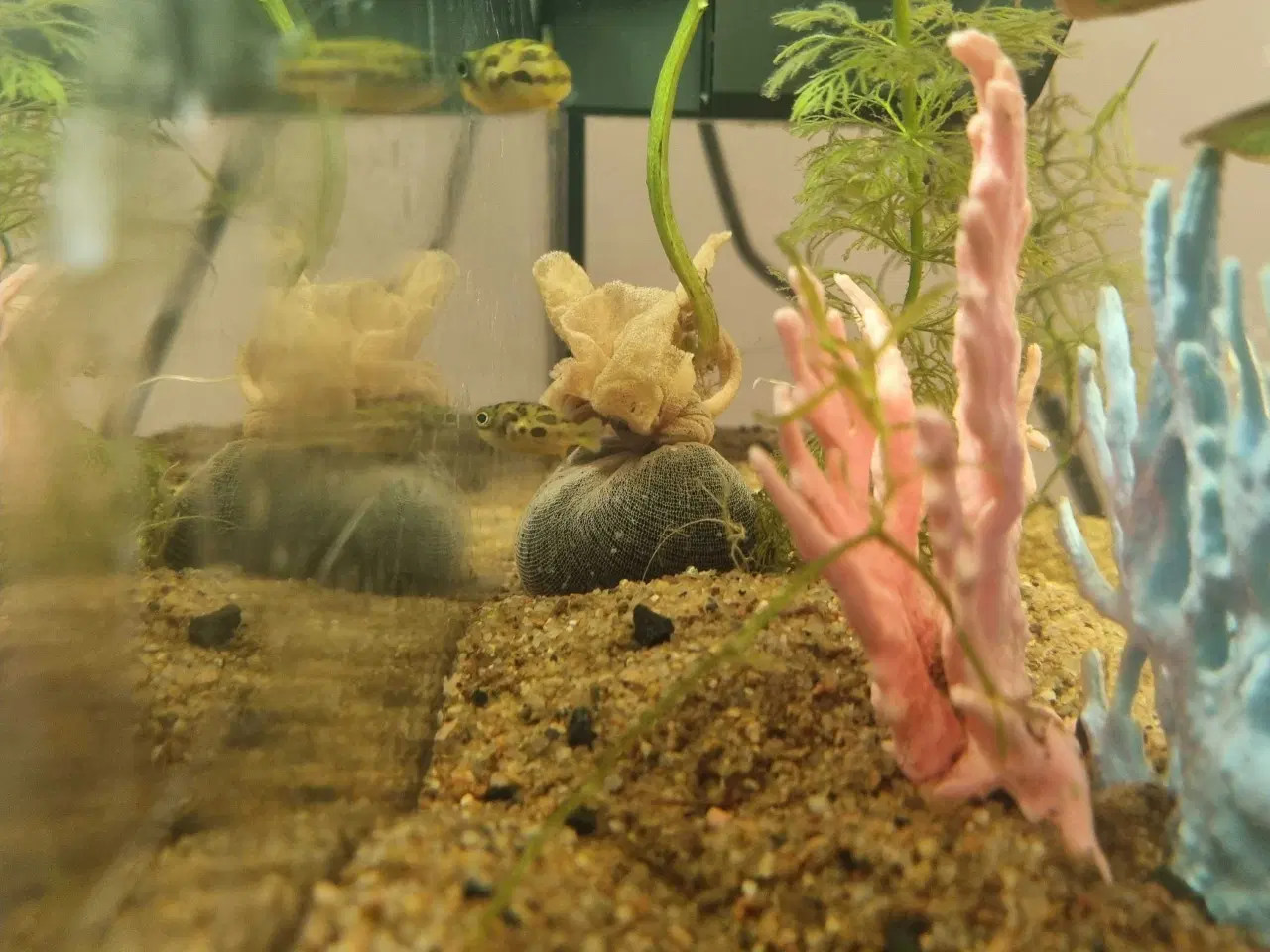 Billede 8 - 40 l. Akvarie med dværgkuglefisk 