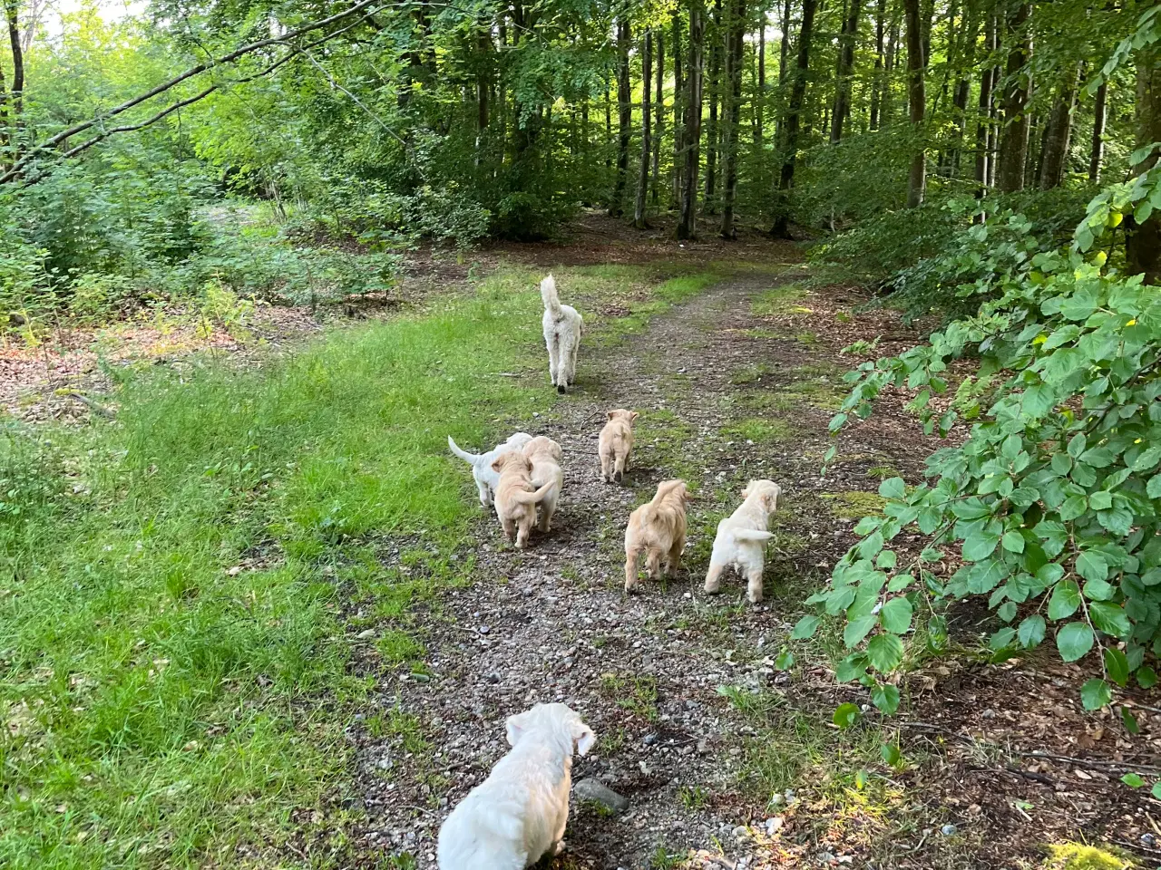 Billede 6 - Goldendoodle 