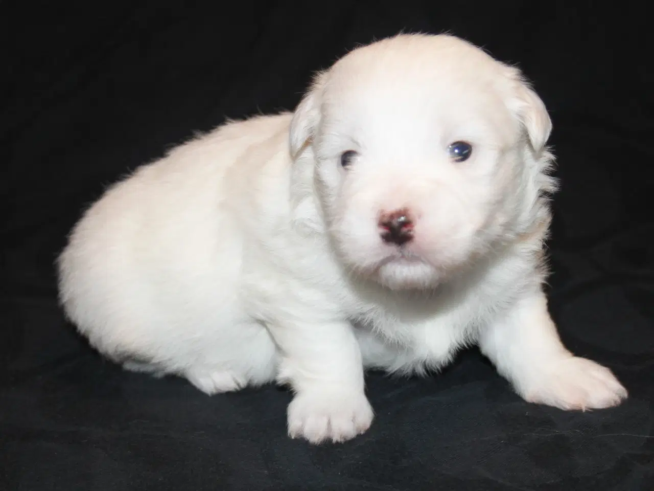 Billede 4 - Coton de Tulear hvalpe