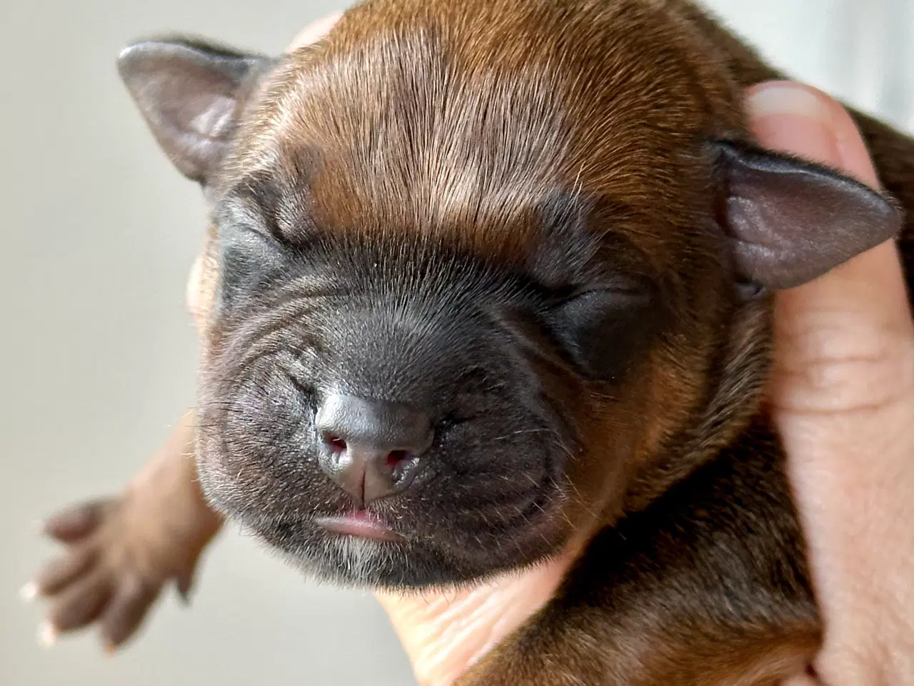 Billede 7 - Staffordshire Bull Terrier DKK