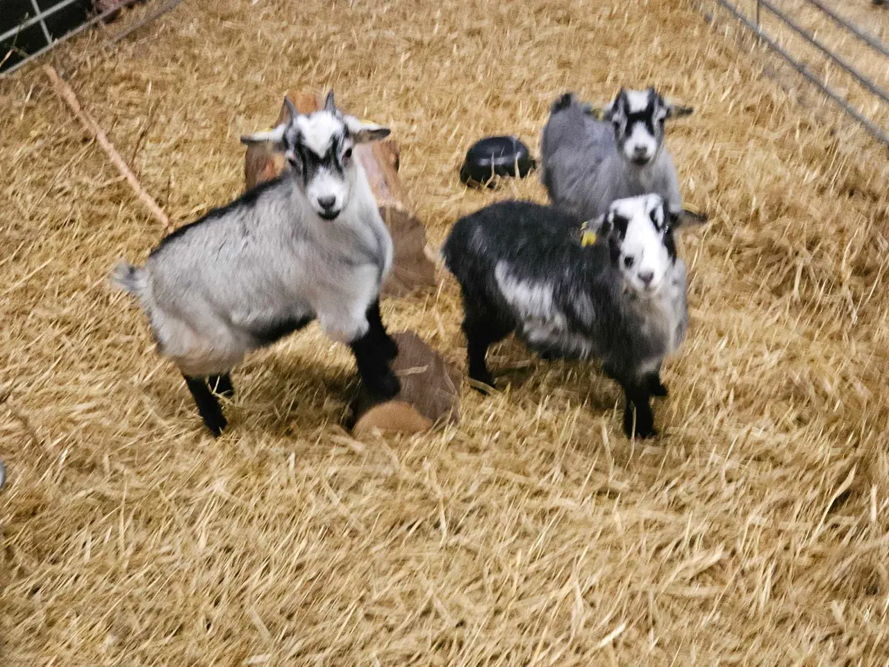 Billede 1 - 3 søde dværggeder