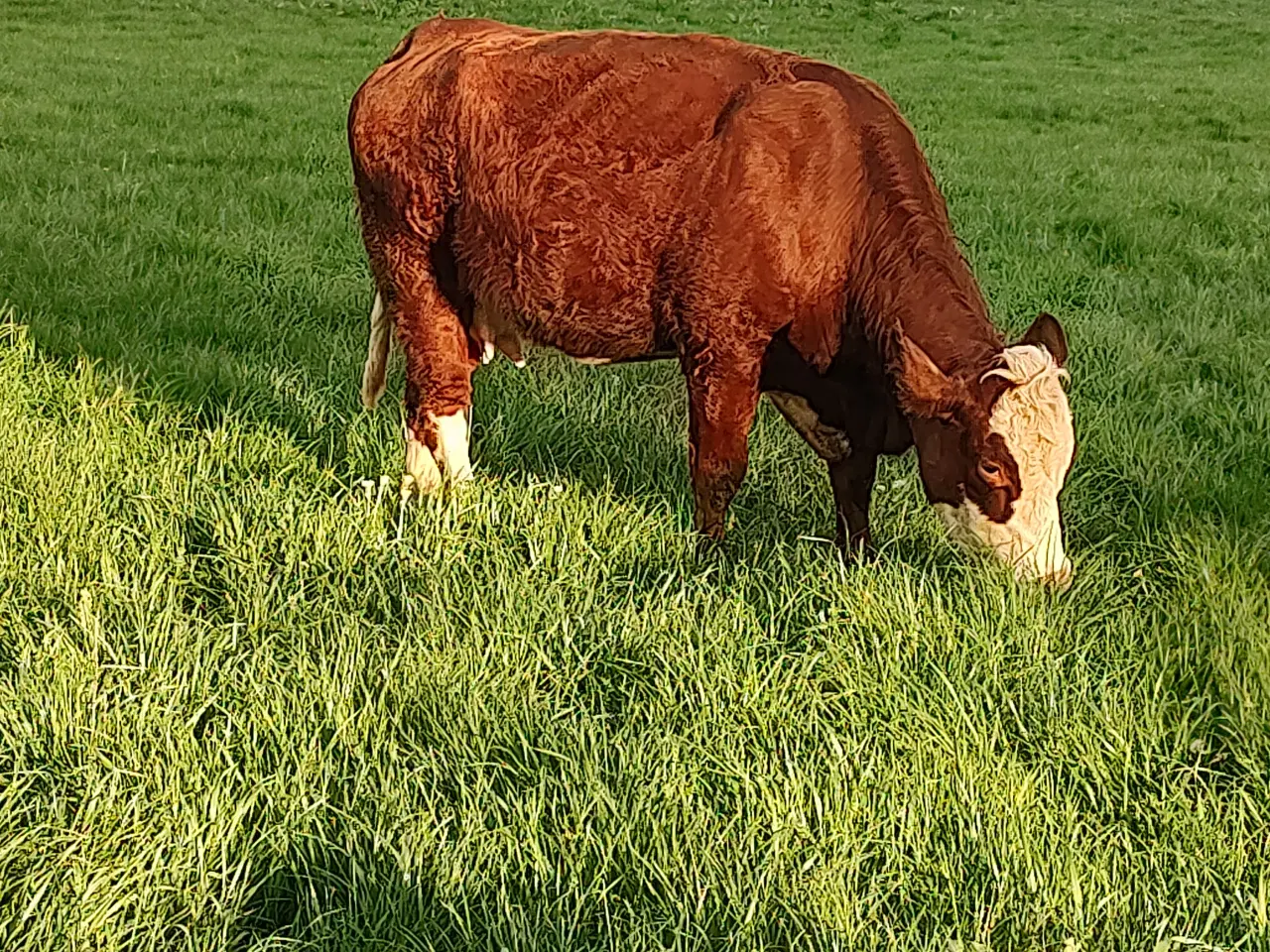 Billede 4 - Simmentaler 