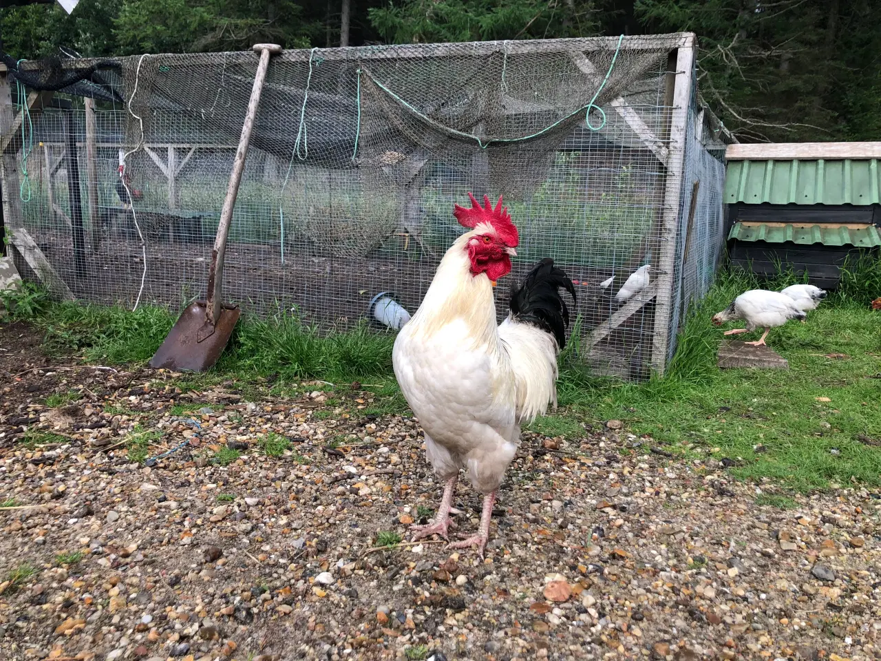 Billede 1 - Sussex hane 
