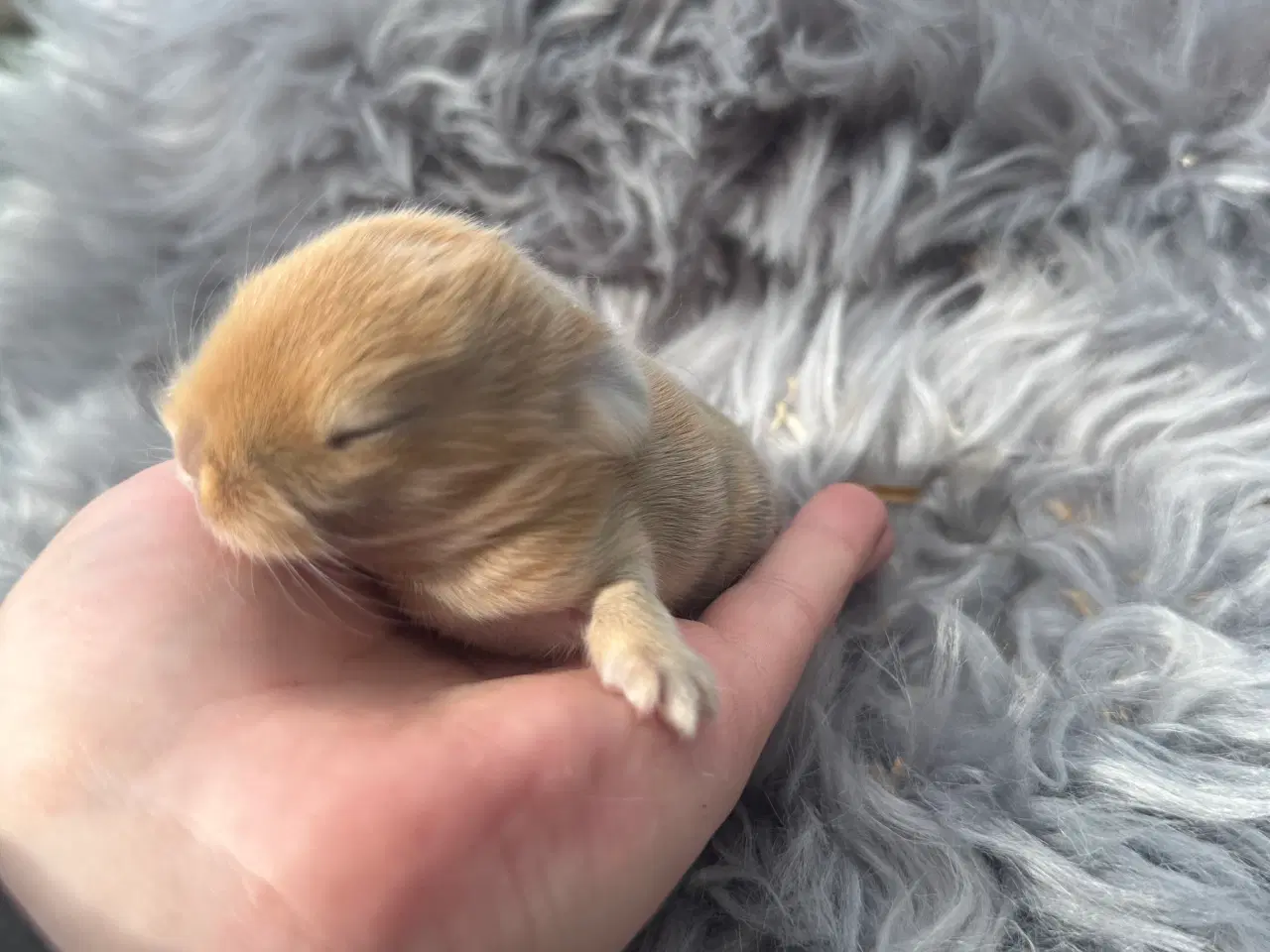 Billede 1 - Minilop dreng 