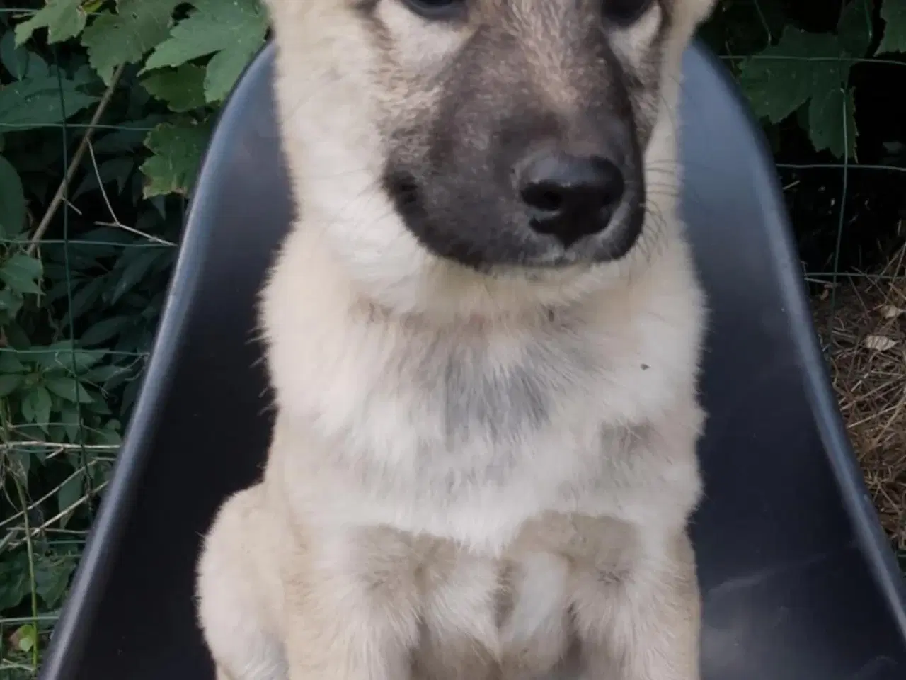 Billede 4 - Husky blandinger 