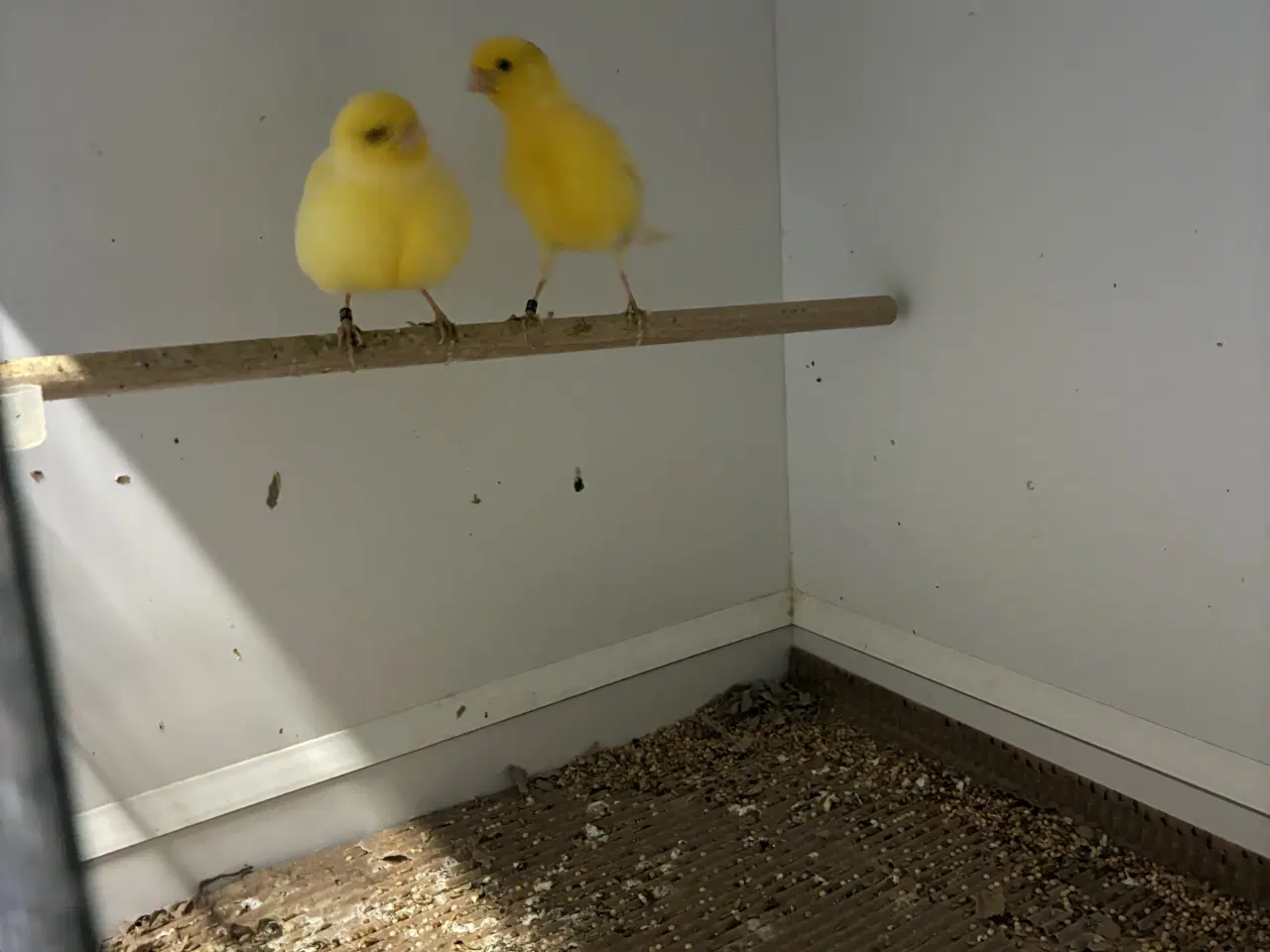Billede 6 - Fiffe kanarier