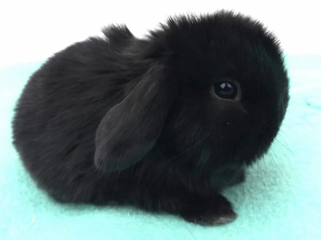 Billede 20 - Minilop kaninunger sælges 