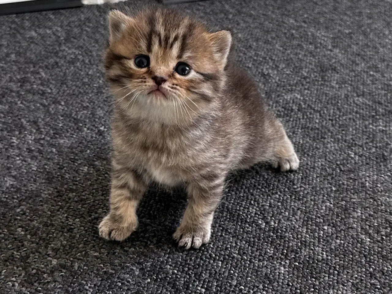 Billede 7 - British shorthair killinger søger hjem