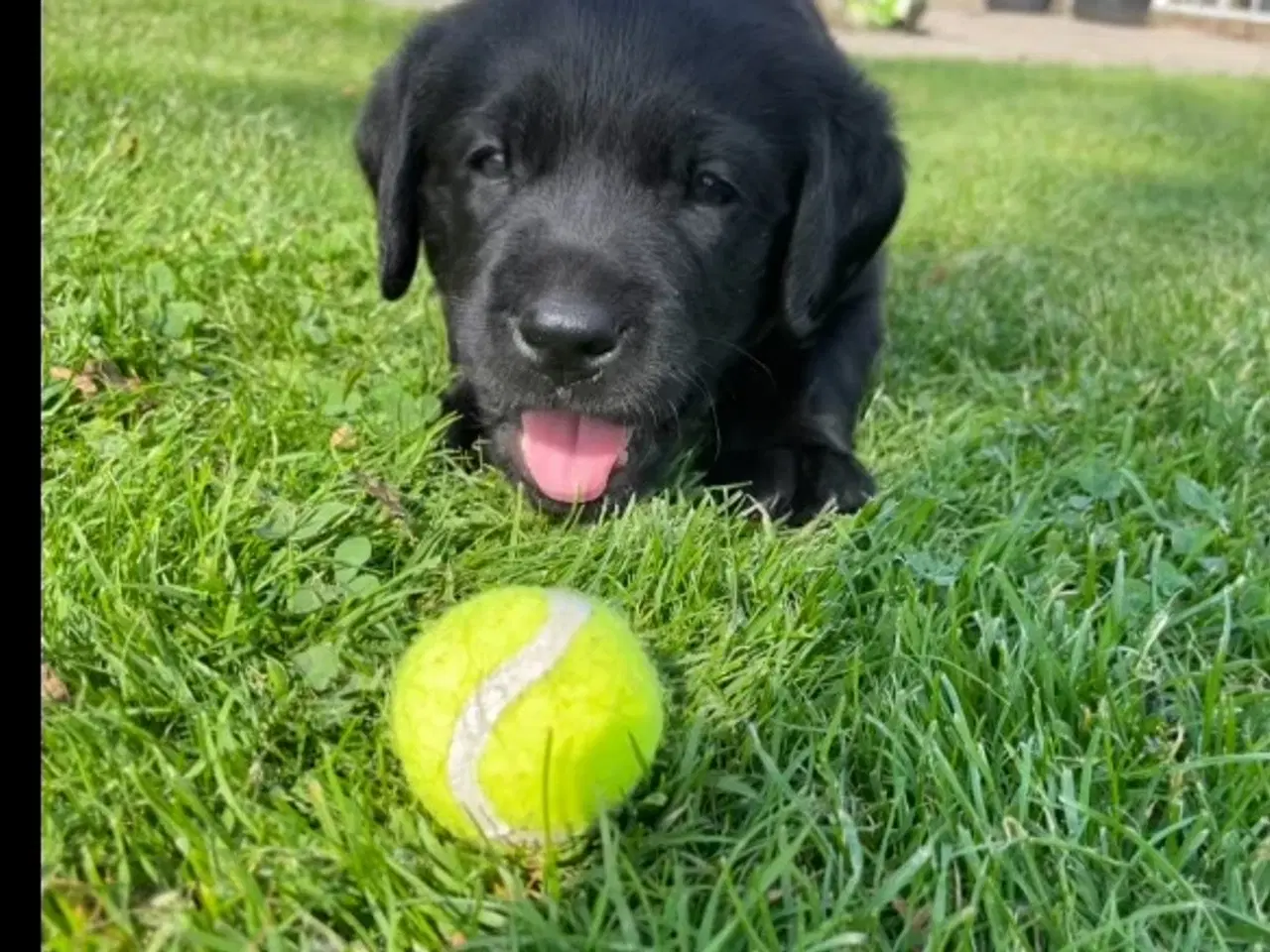 Billede 2 - Ægte labrador hvalpe