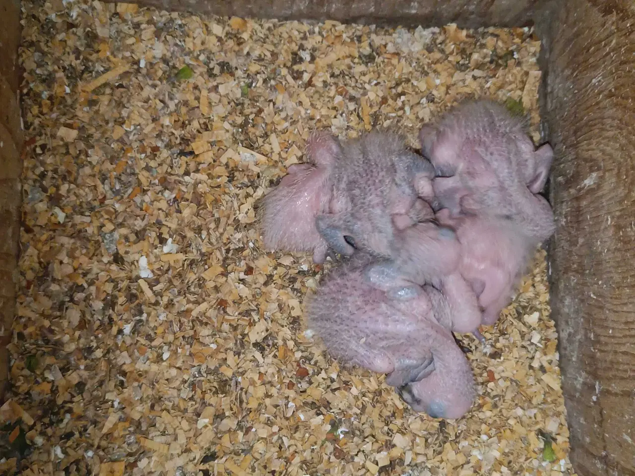 Billede 3 - Blå hovedet pionus 