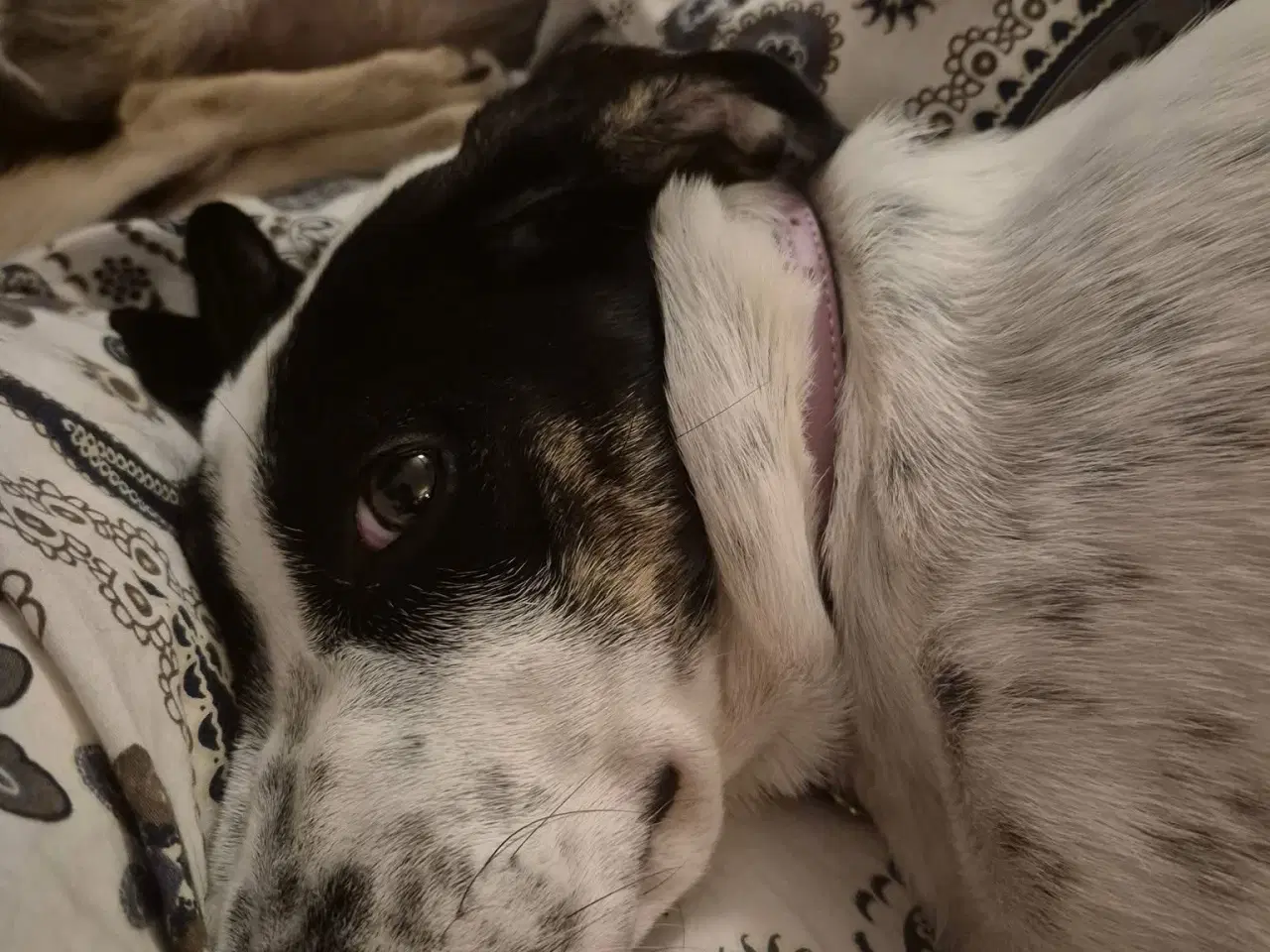 Billede 3 - Dottie mangler dig ❤️