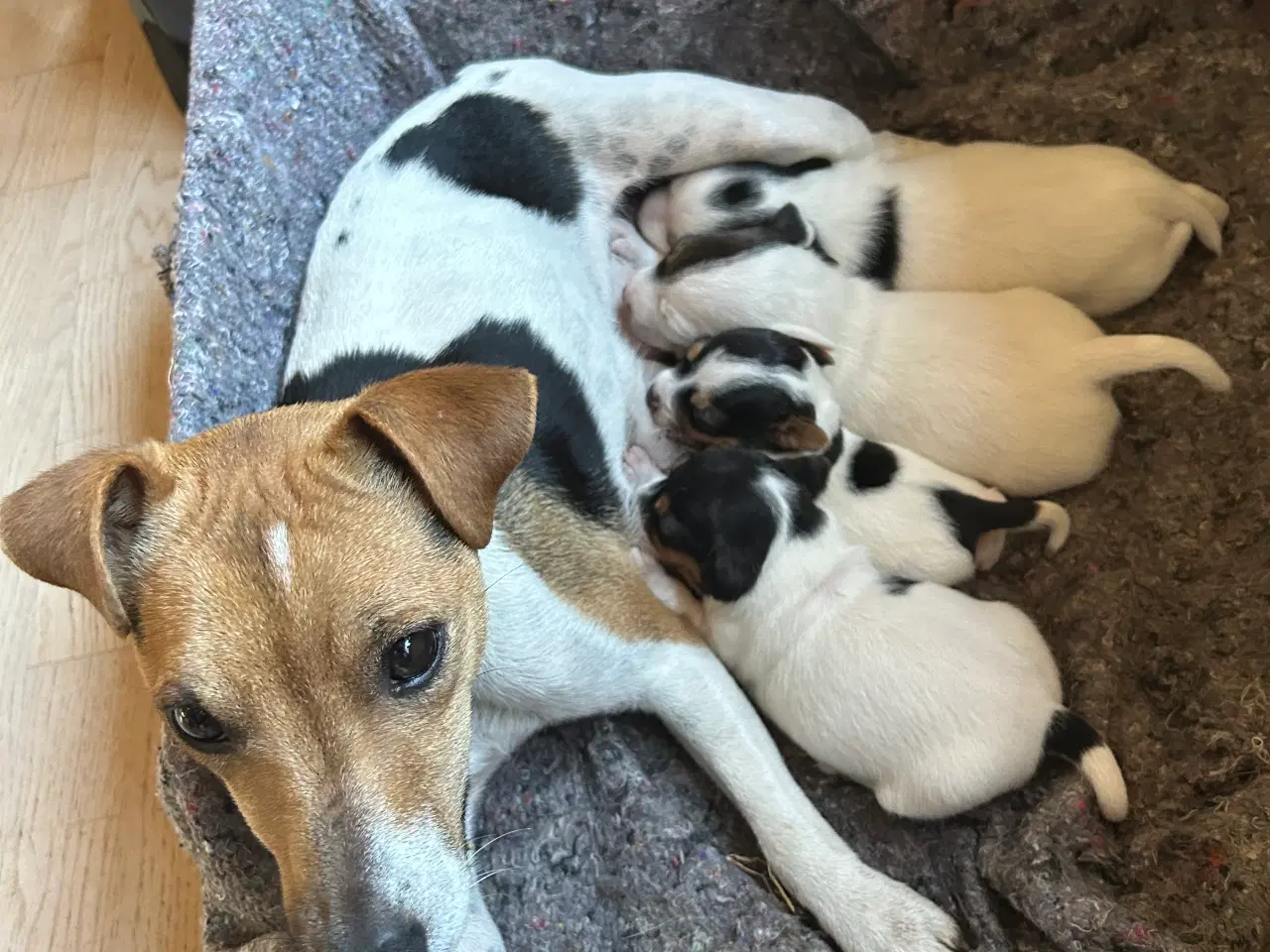 Billede 5 - 4 dejlige Jack Russel hvalpe sælges 