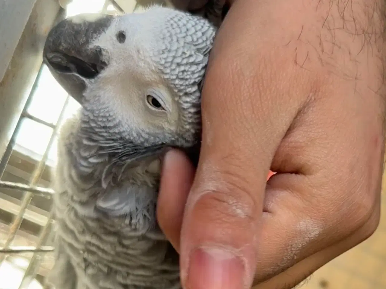 Billede 1 - Grå Jaco hun sælges/byttes 