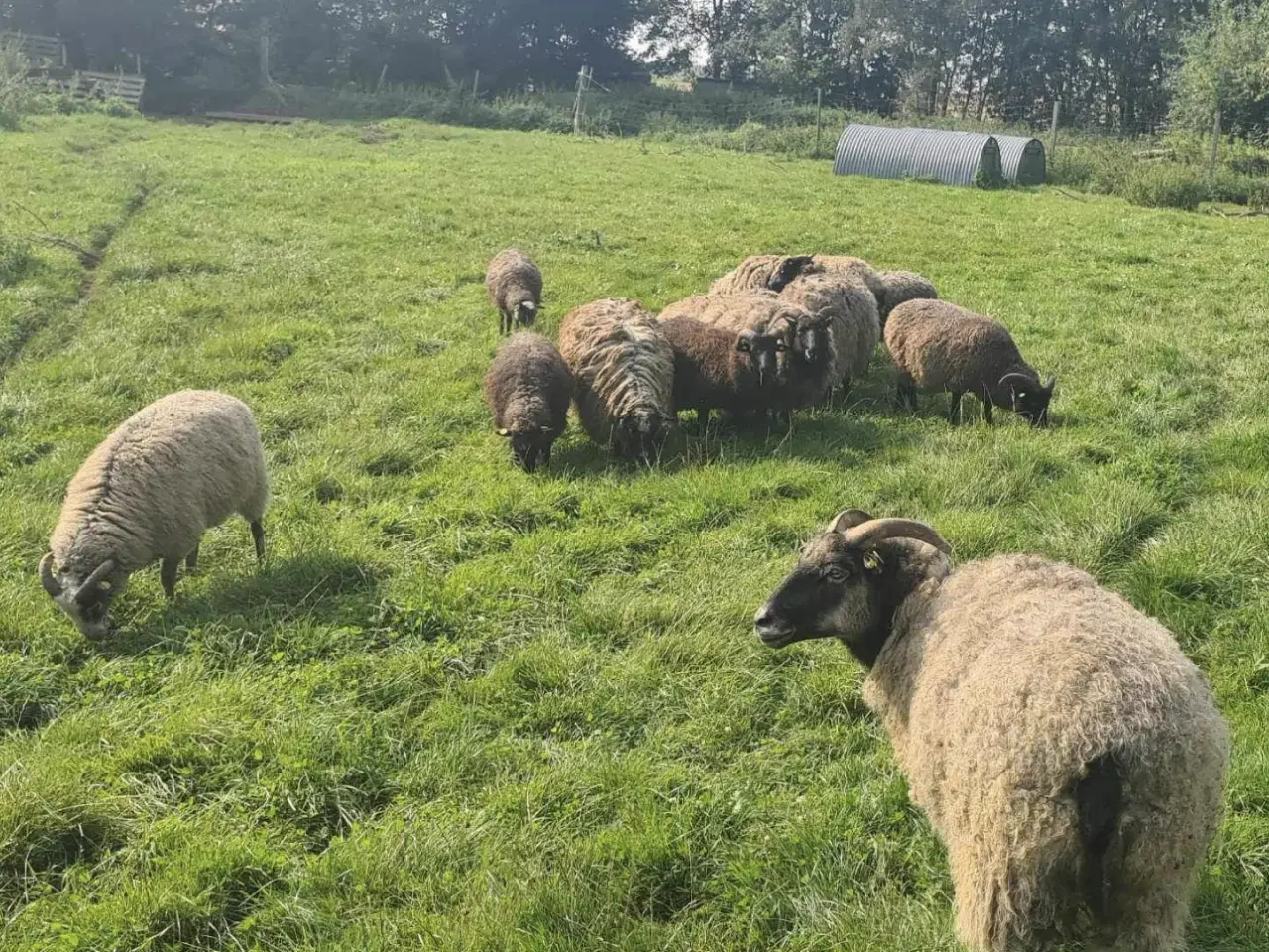 Billede 5 - Stor fåre flok sælges samlet 