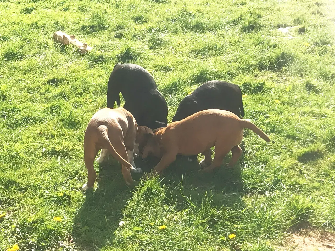 Billede 4 - Staffordshire Bull terrier hvalpe