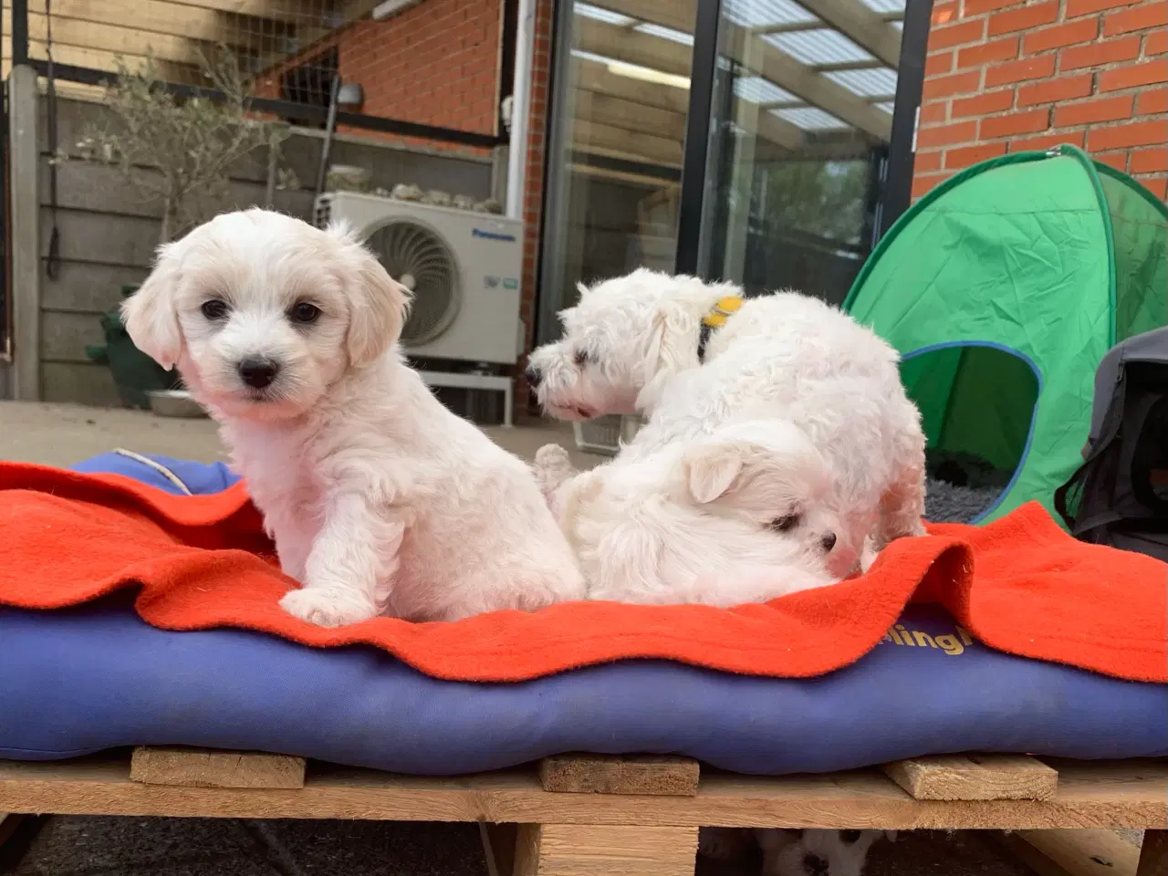 Billede 4 - Mini Maltichon babyer snart rejseklar