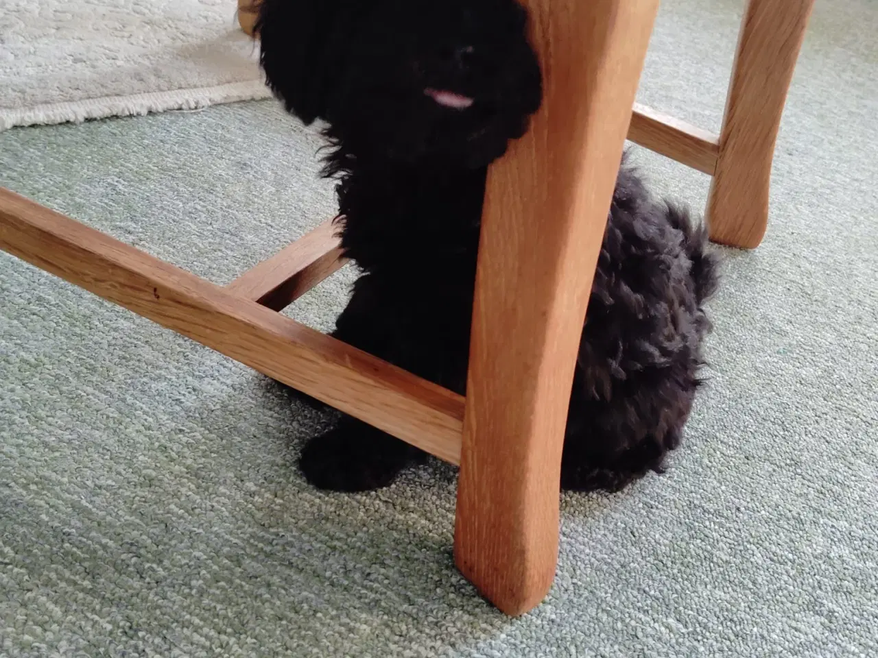 Billede 5 - Puddelhund hvalpe, 2 hunner