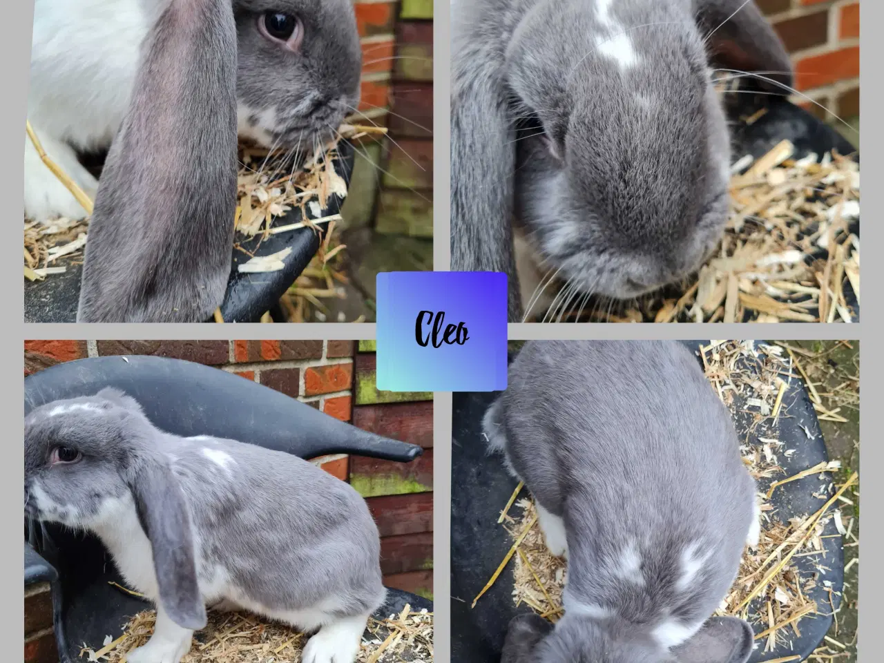 Billede 3 - 4 skønne franske væddere klar til nye hjem 🐰