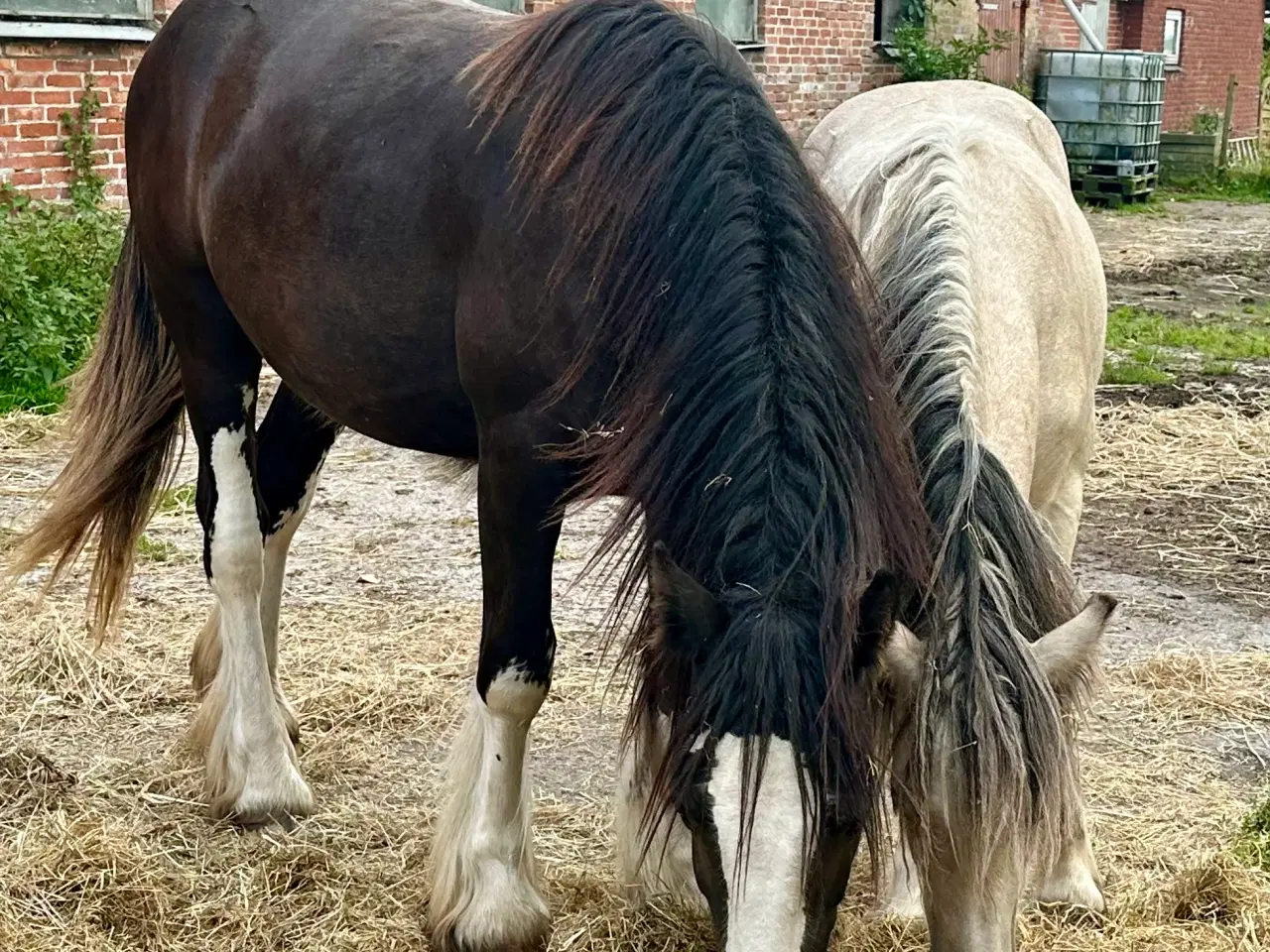 Billede 1 - Irish cob Vallak 