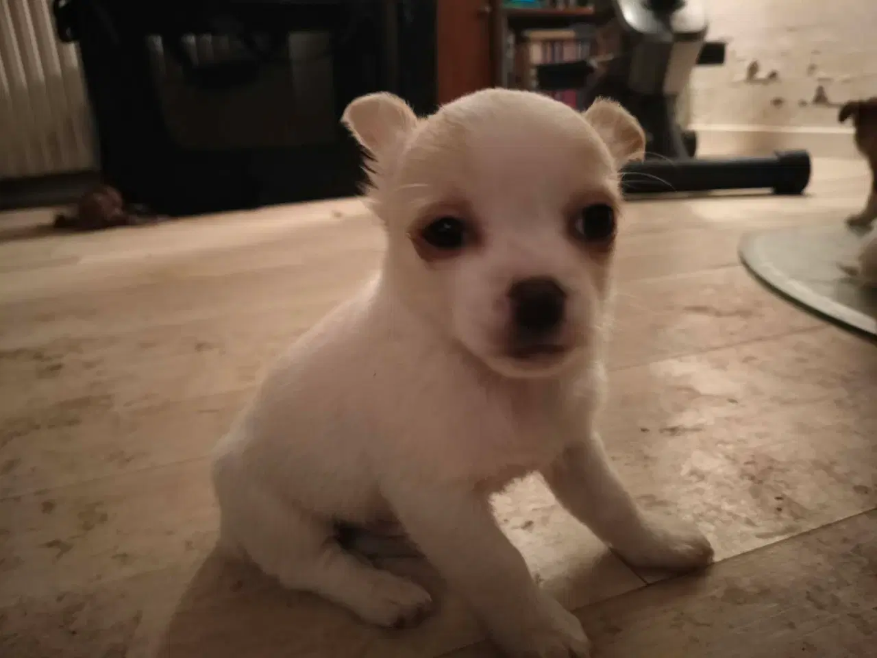 Billede 7 - 5 lækre små Chihuahua hvalpe