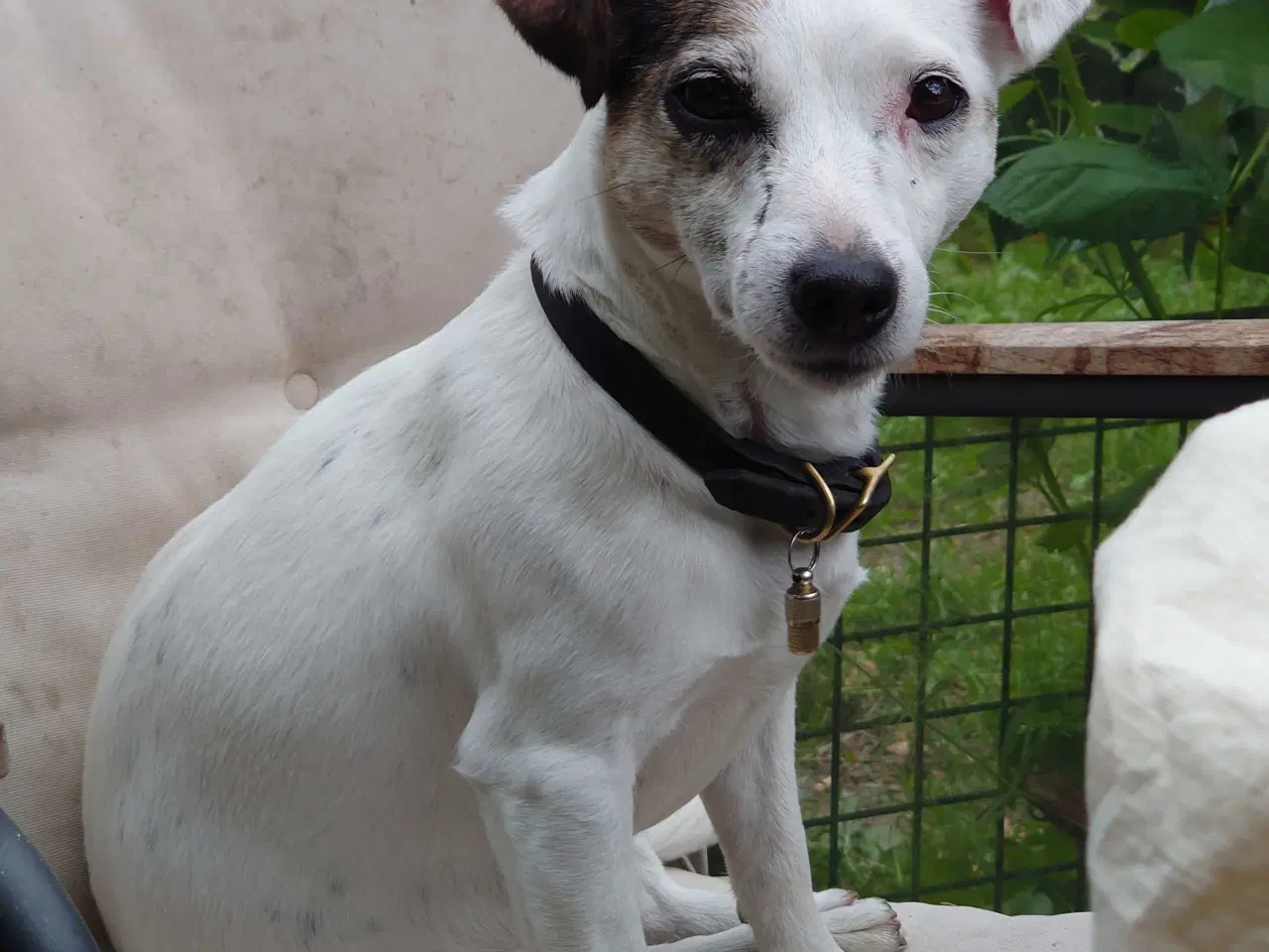 Billede 9 - Jack Russel hvalp (lav benet type).