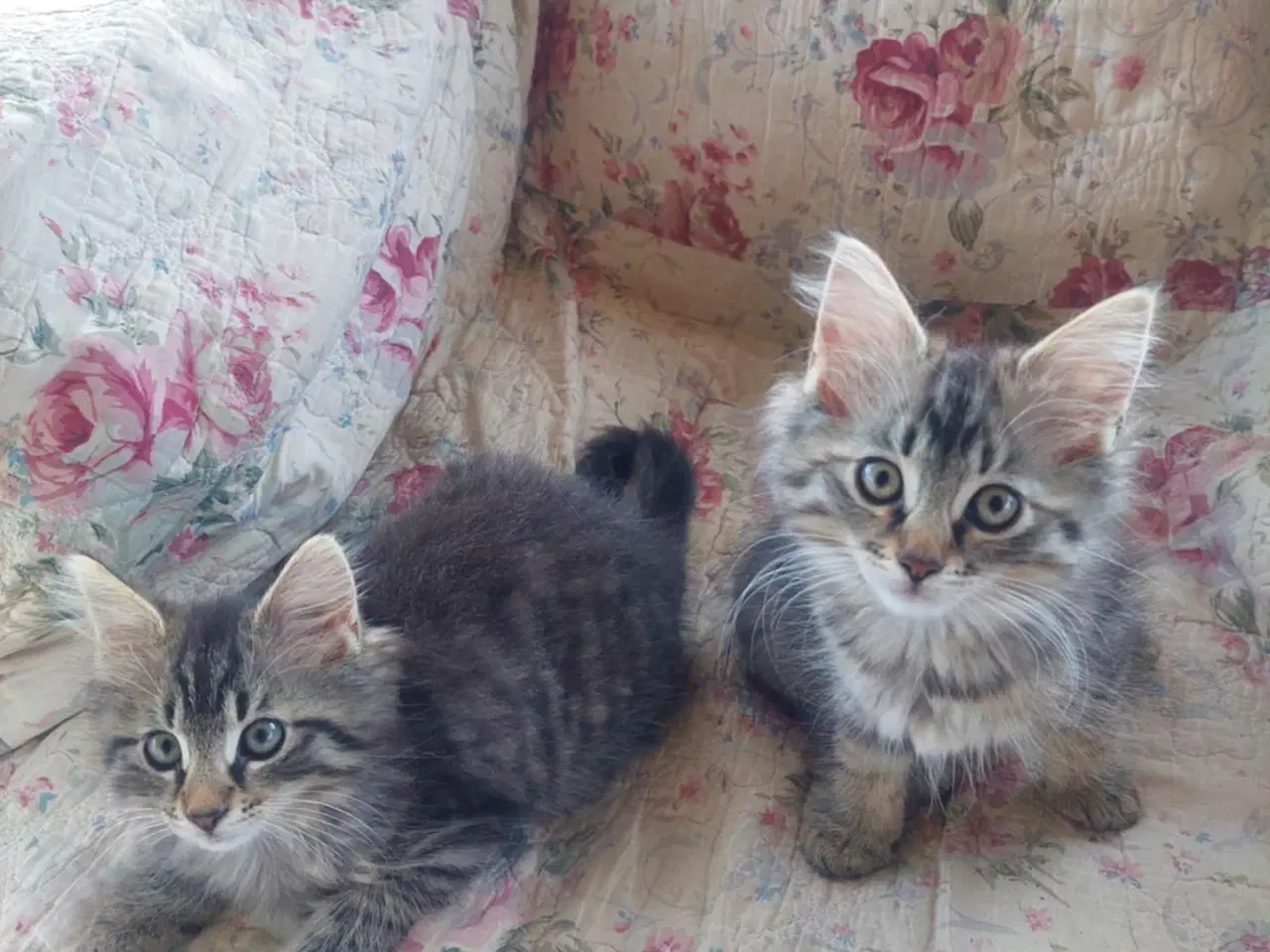 Billede 5 - Maincoon/Norsk skovkat