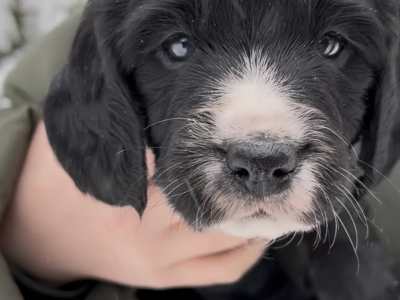 Billede 3 - Working Spaniel (FT)