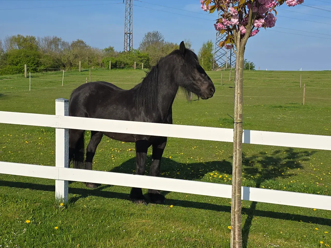 Billede 3 - Fellpony vallak 