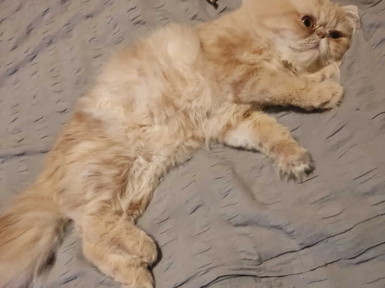 Billede 4 - Perser han kat 