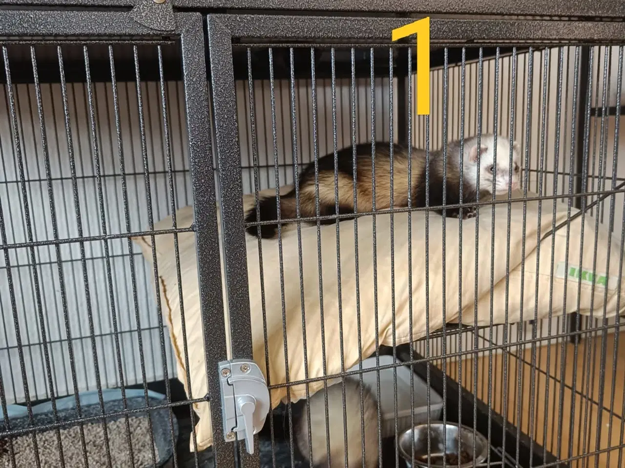 Billede 3 - Ilder/fritter tæver sælges.