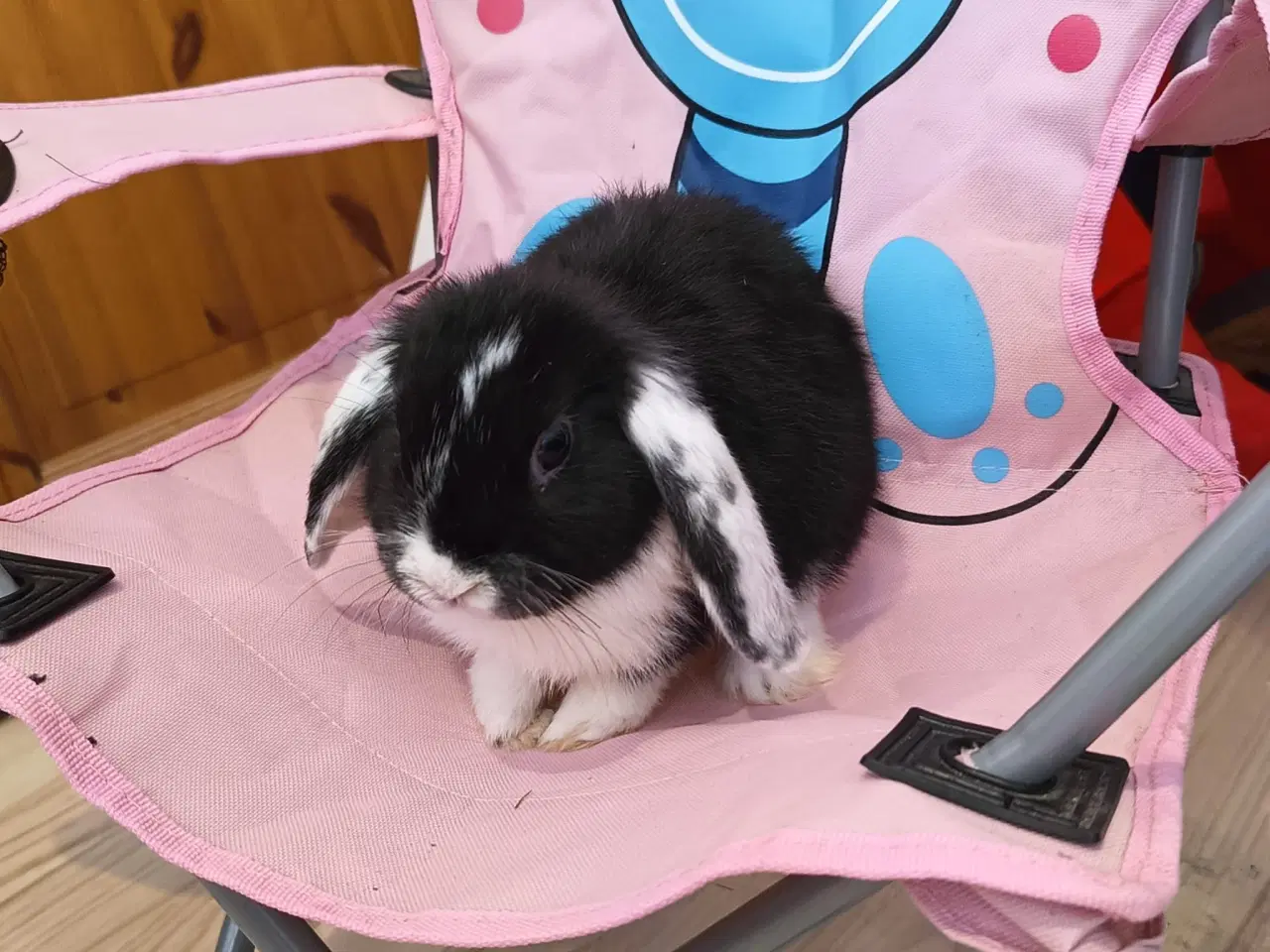 Billede 3 - Sød lille mini lop / dværgvædder kanin🐇🐰