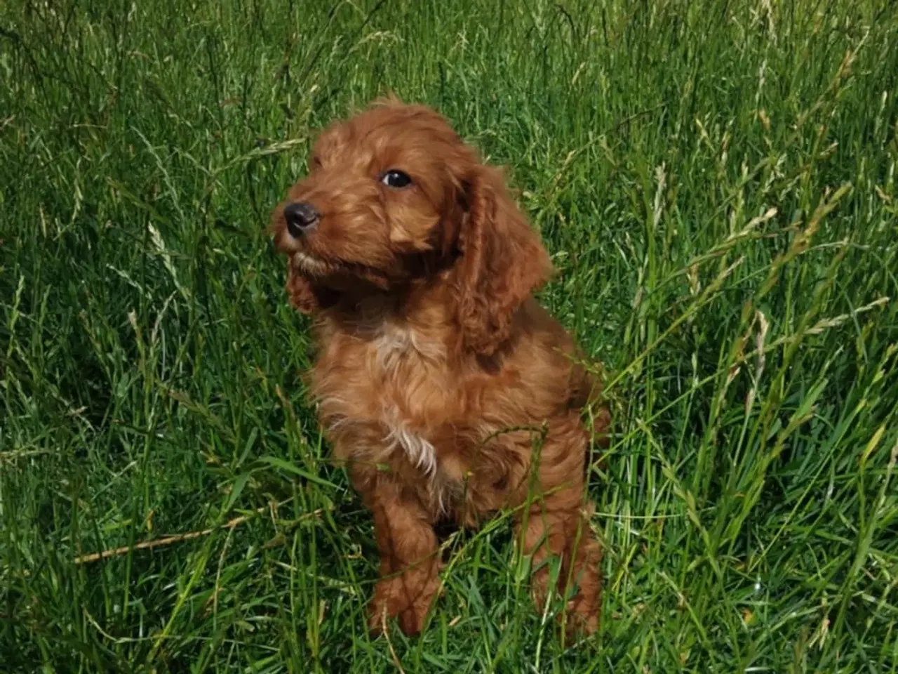 Billede 6 - Cockapoo hvalpe 