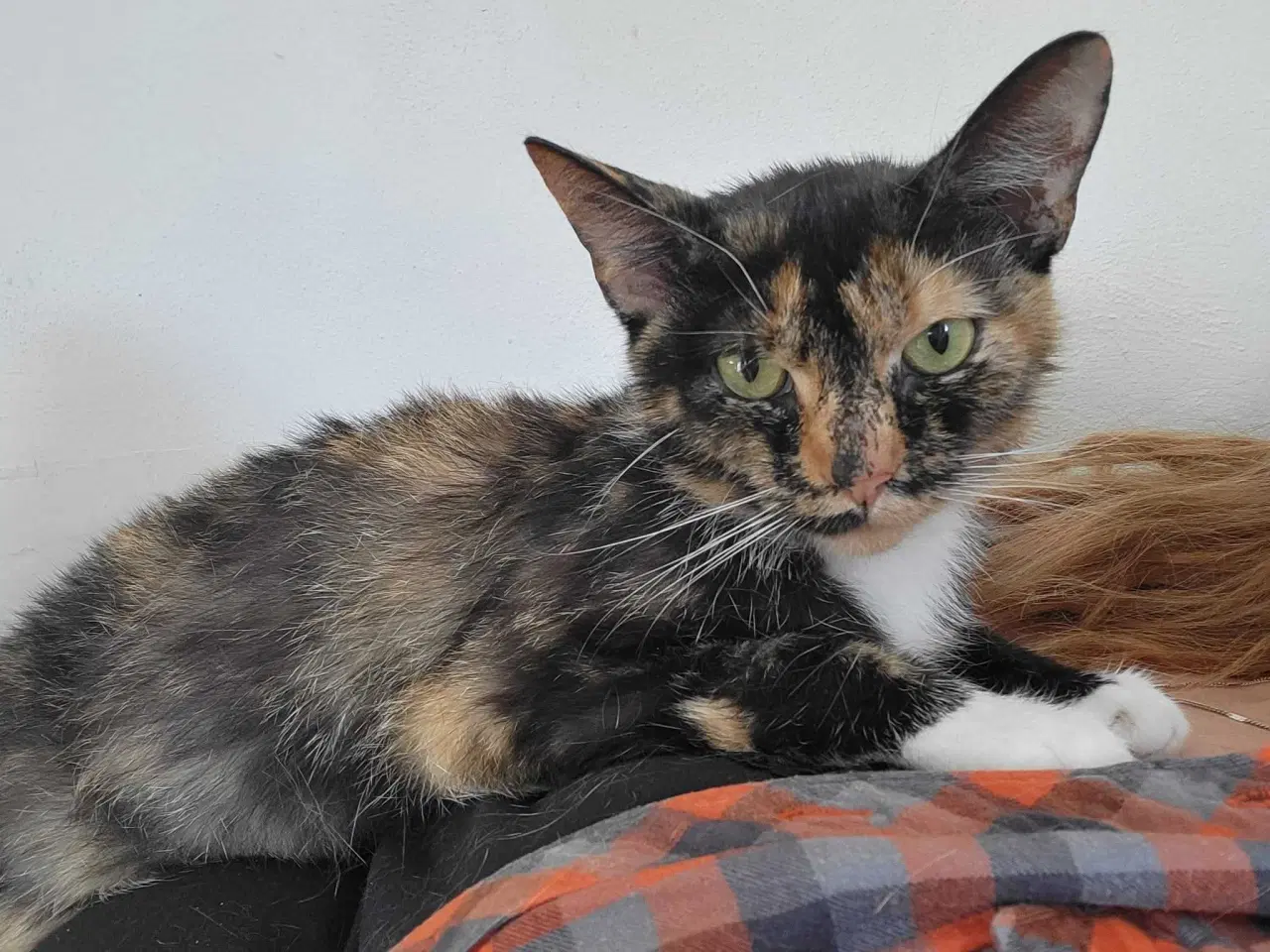 Billede 3 - Smilla ✅️ neutraliseret og vaccineret ♀️