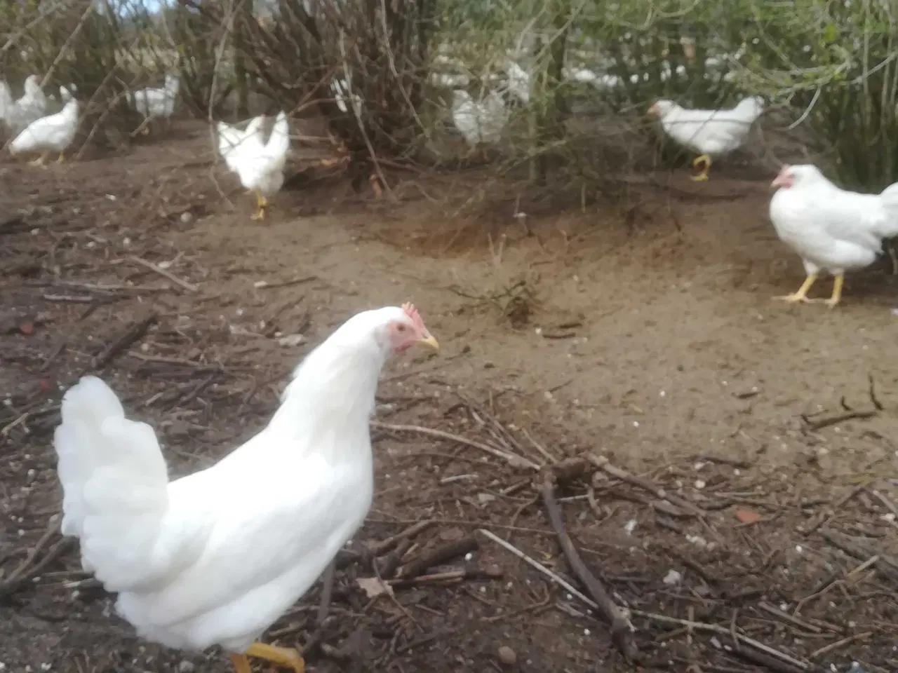 Billede 6 - Rigtig god ægge lægger hvide Italiener Lohmann