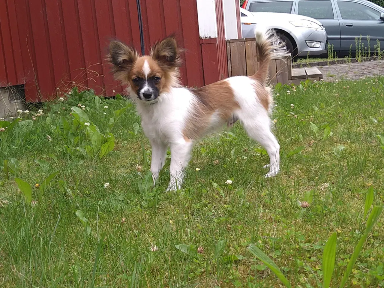 Billede 4 - Papillon han hvalpe