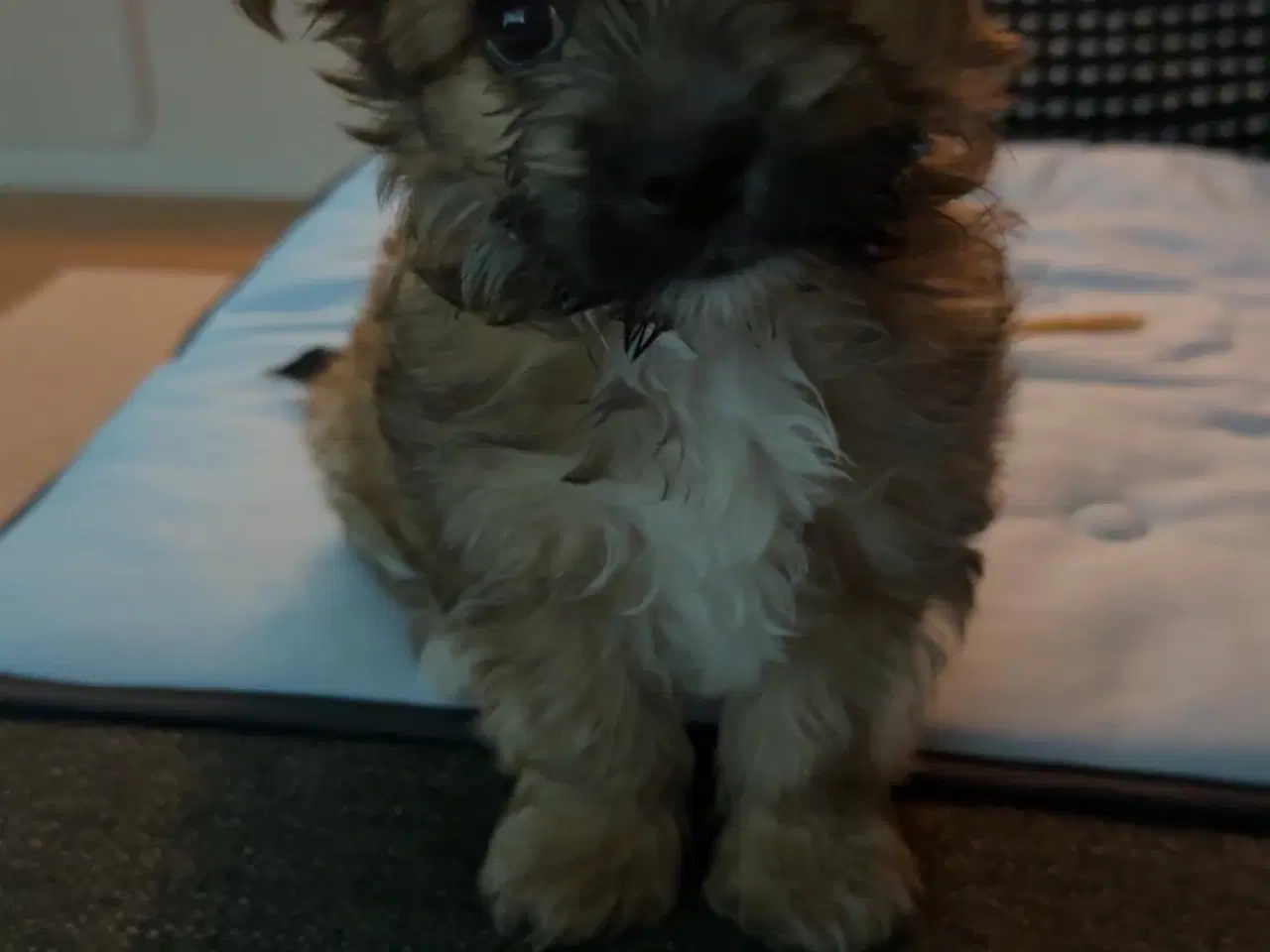 Billede 6 - Yorkshire Terrier/Chihuahua blanding