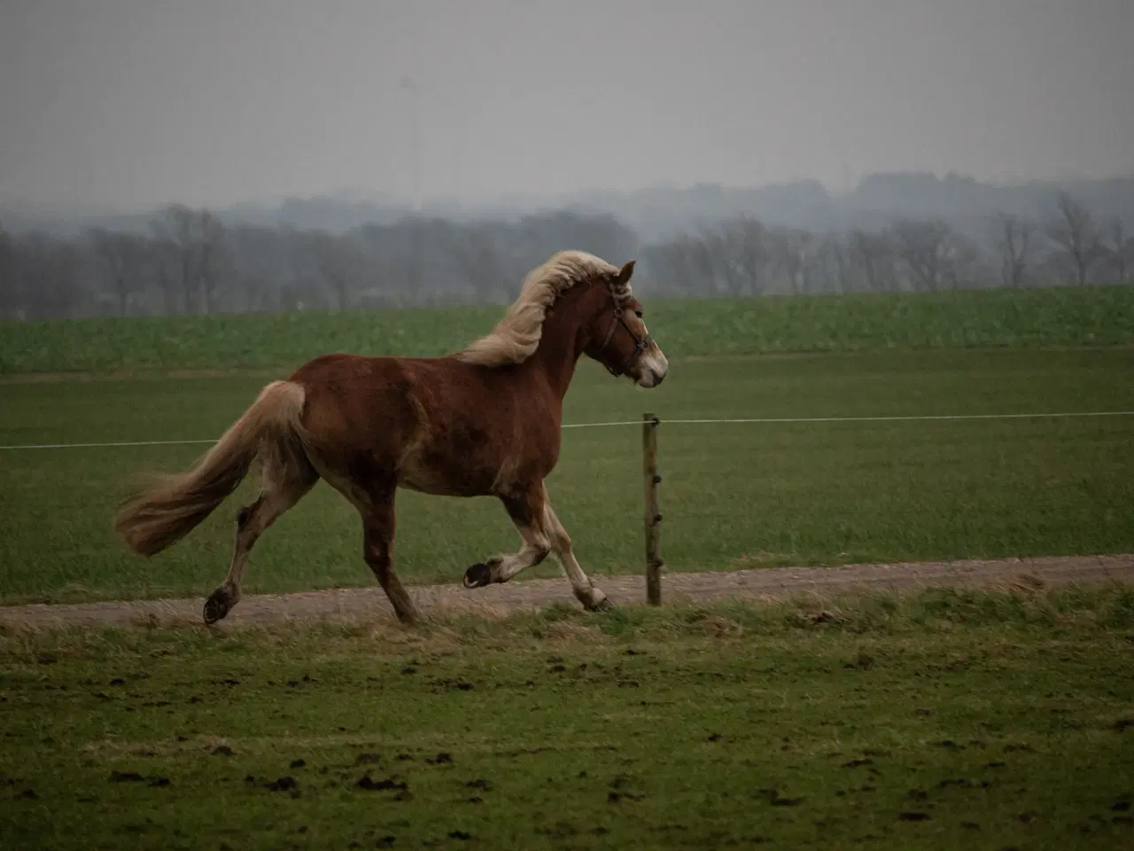 Billede 4 - Haflinger hoppe 3 år sælges