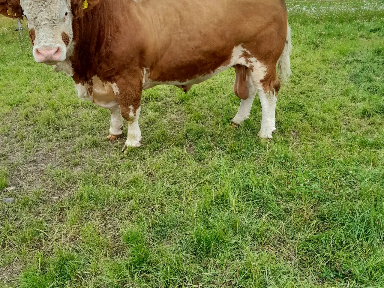 Billede 2 - Simmentaler avlstyr