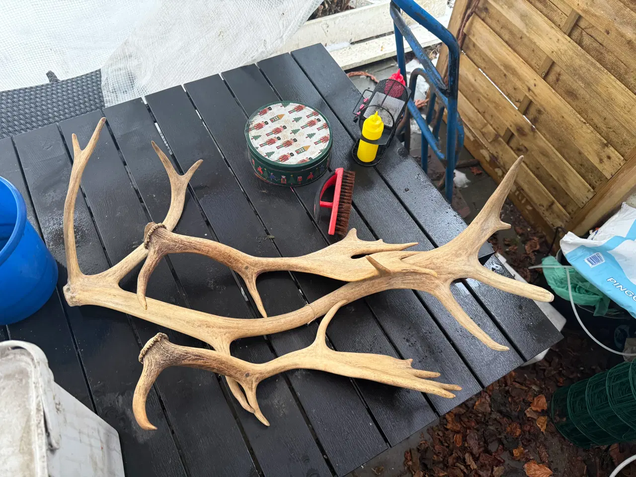 Billede 1 - Rådyr gevir til pynt