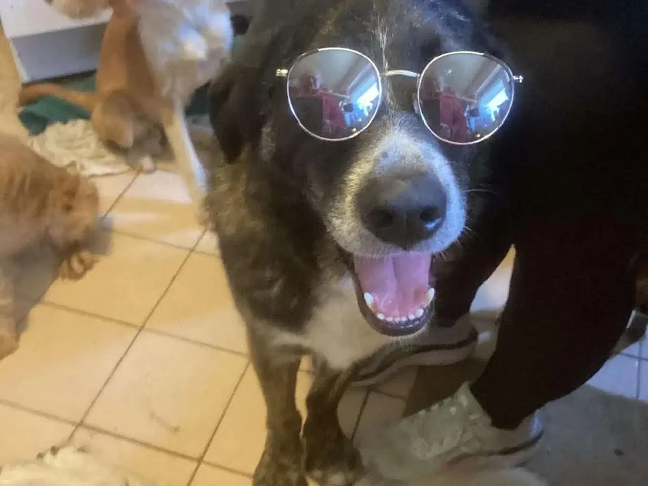 Billede 2 - Smukkeste Hannibal søger familie 💙