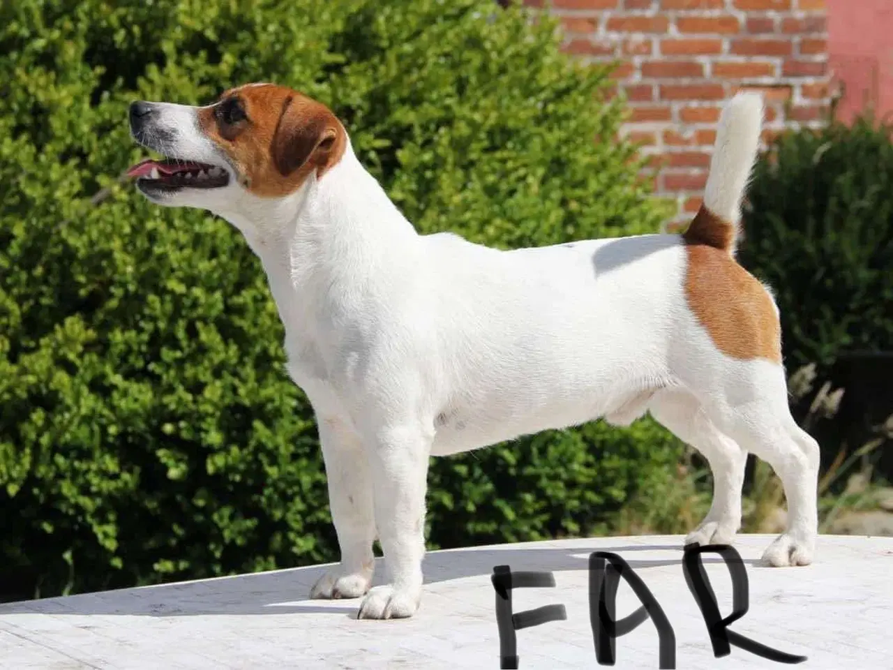 Billede 4 - Jack Russel Terrier Hundehvalpe kortbenet glathåre