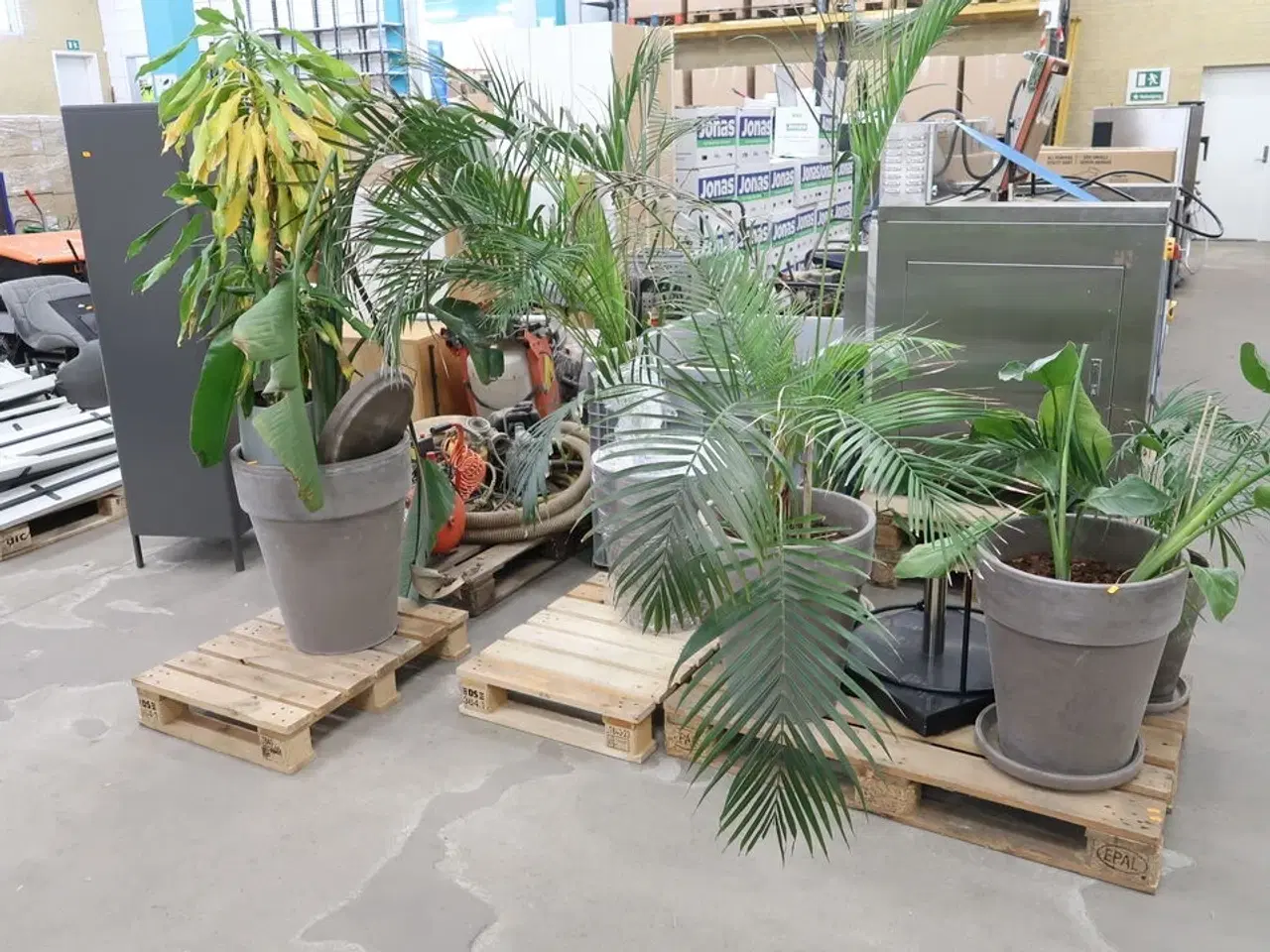 Billede 1 - Div. store planter i krukker