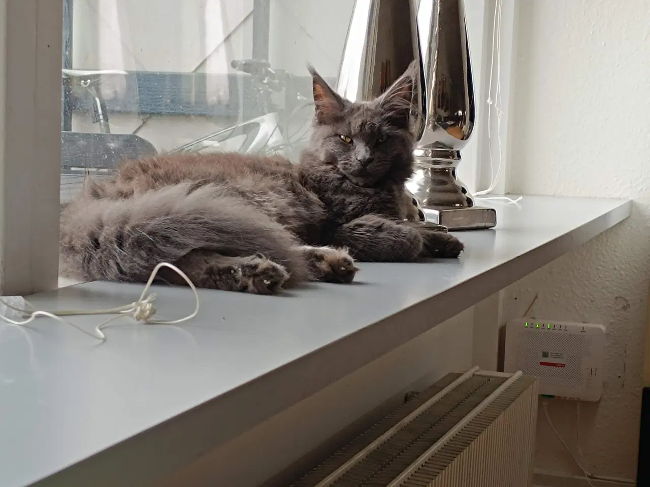 Billede 3 - Maine coon pige
