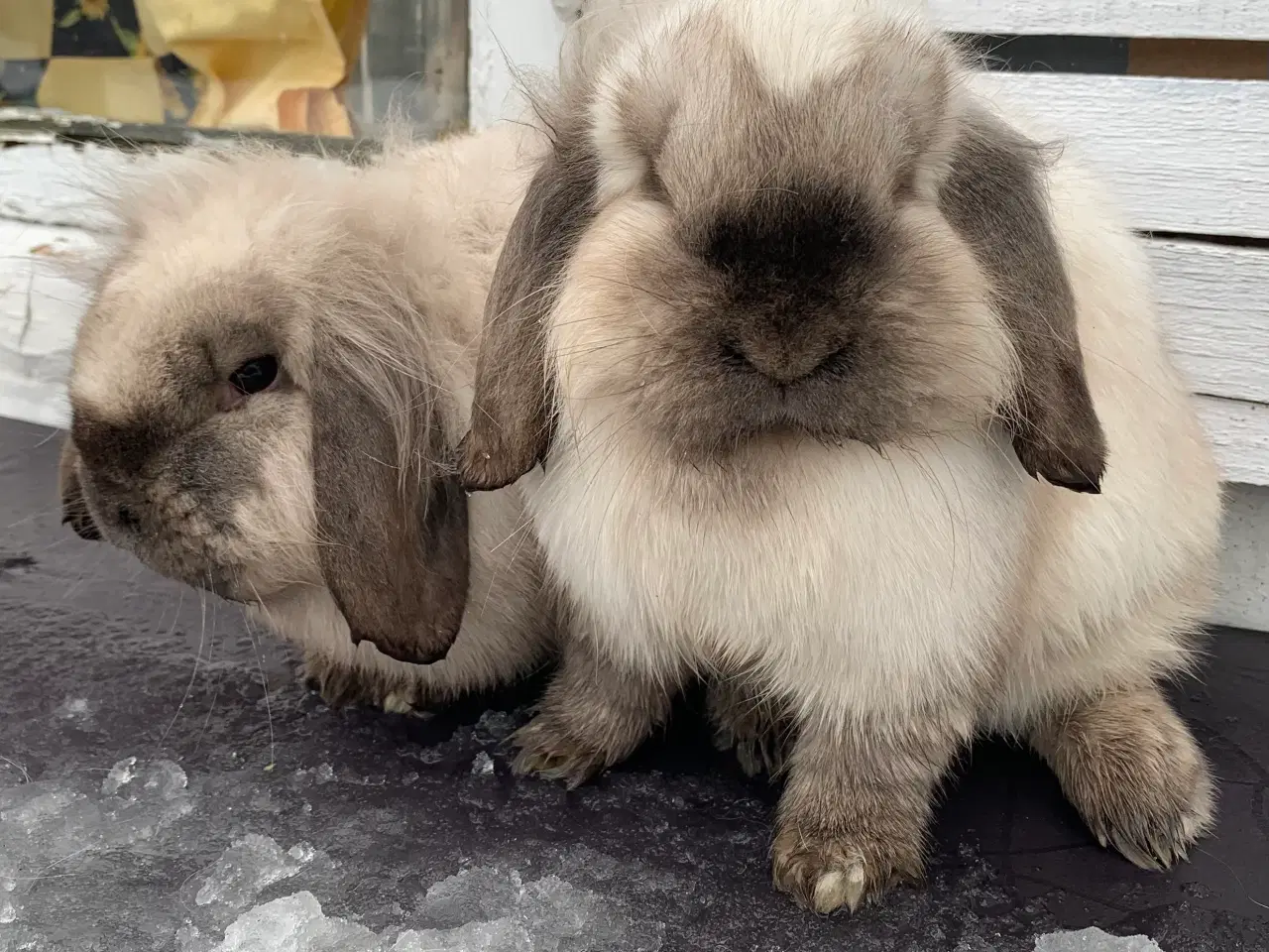 Billede 1 - Lionlop 2 piger 🩷 stk pris 