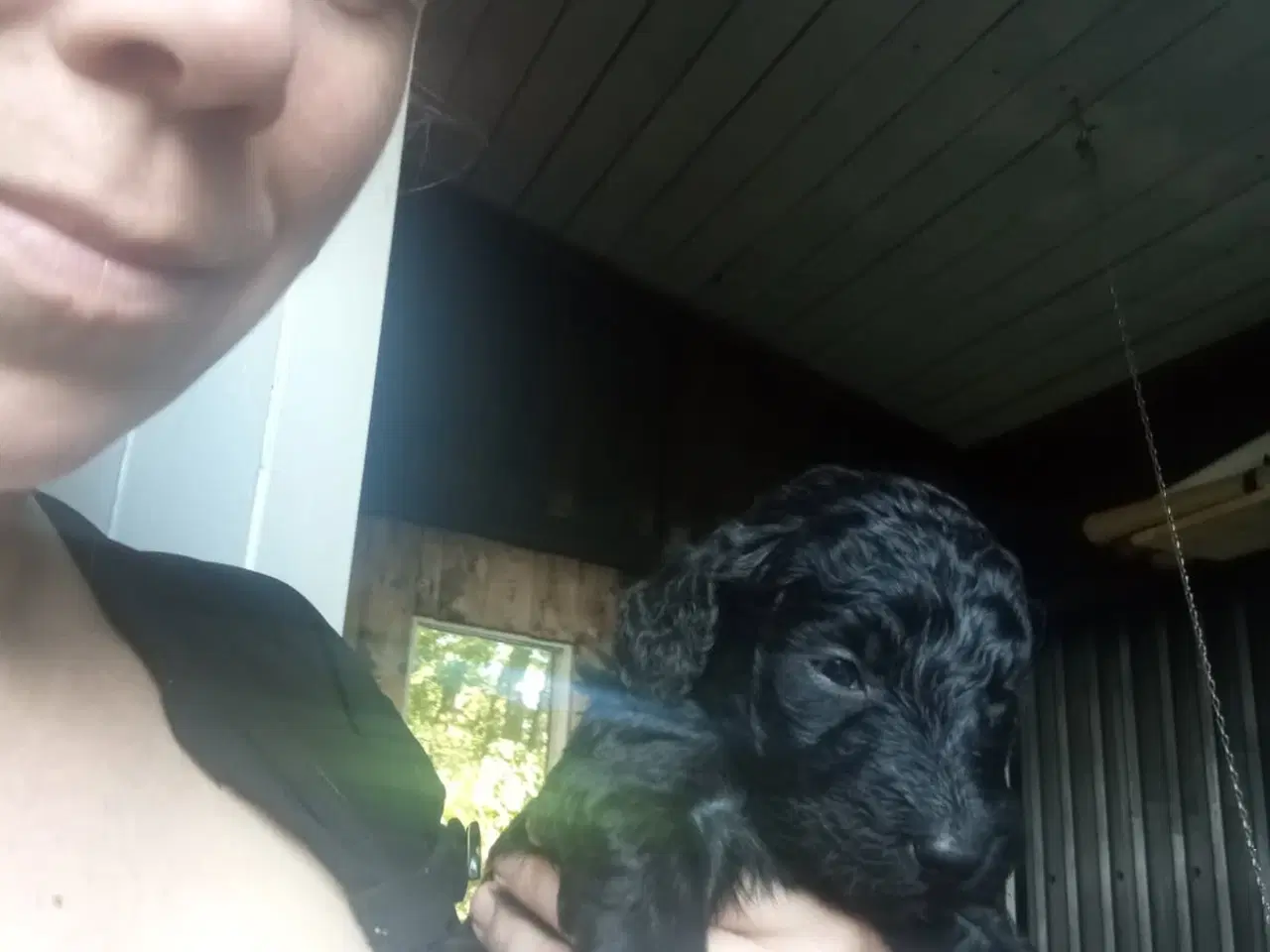 Billede 11 - Allergivenlige labradoodle hvalpe 