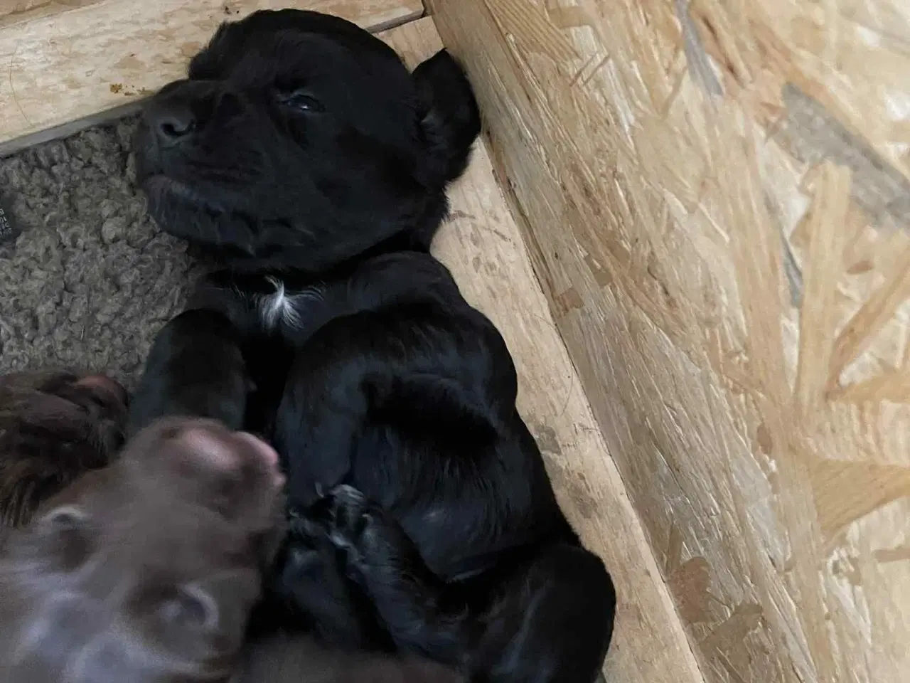 Billede 11 - Ft. Cocker spaniel hvalpe