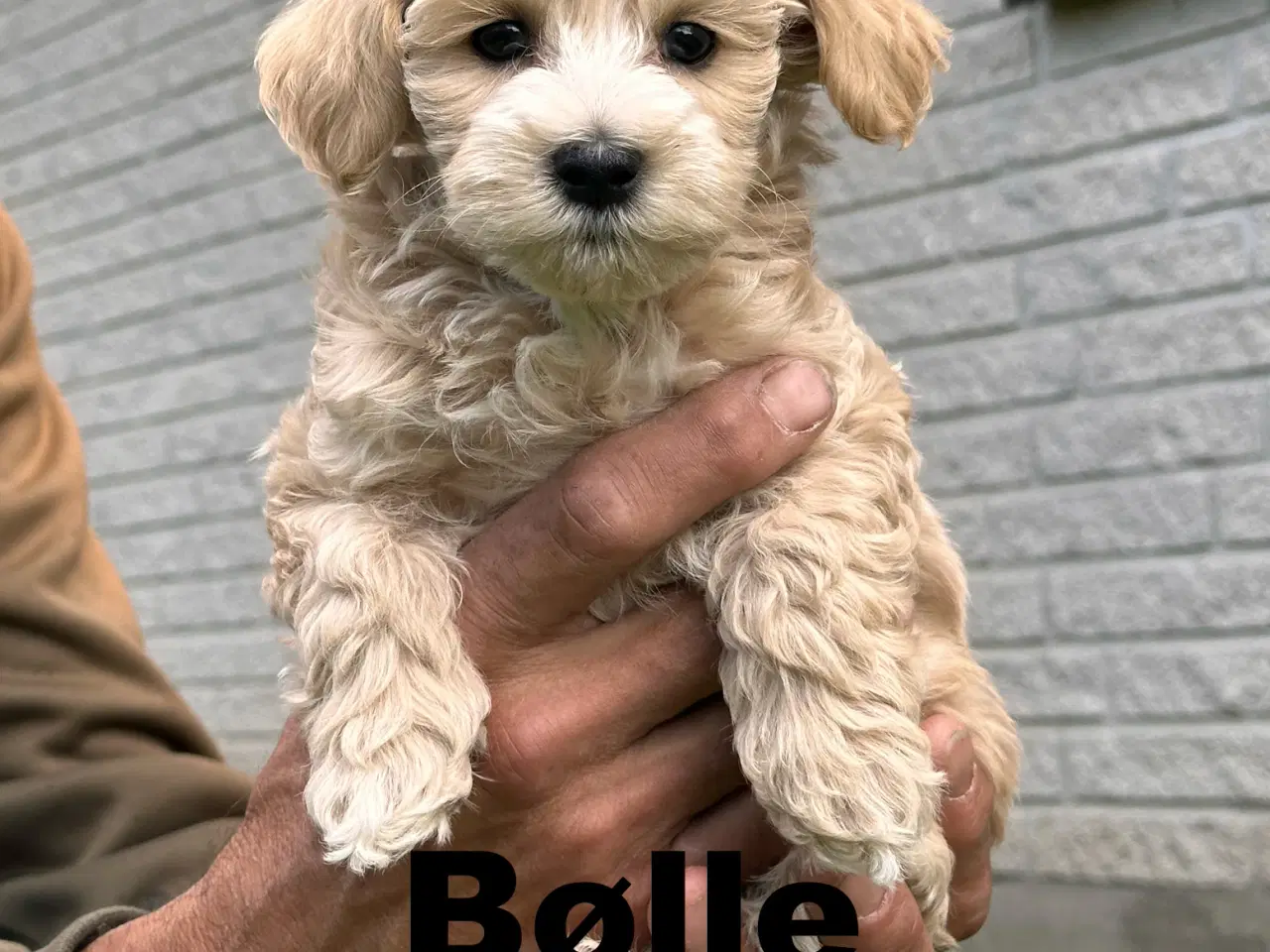 Billede 6 - Maltipoo stueopdræt af DNA testede forældre
