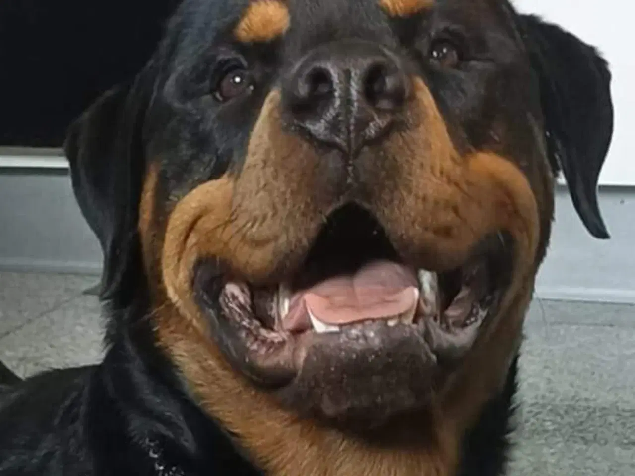 Billede 4 - Ægte Rottweiler hvalpe til salg 